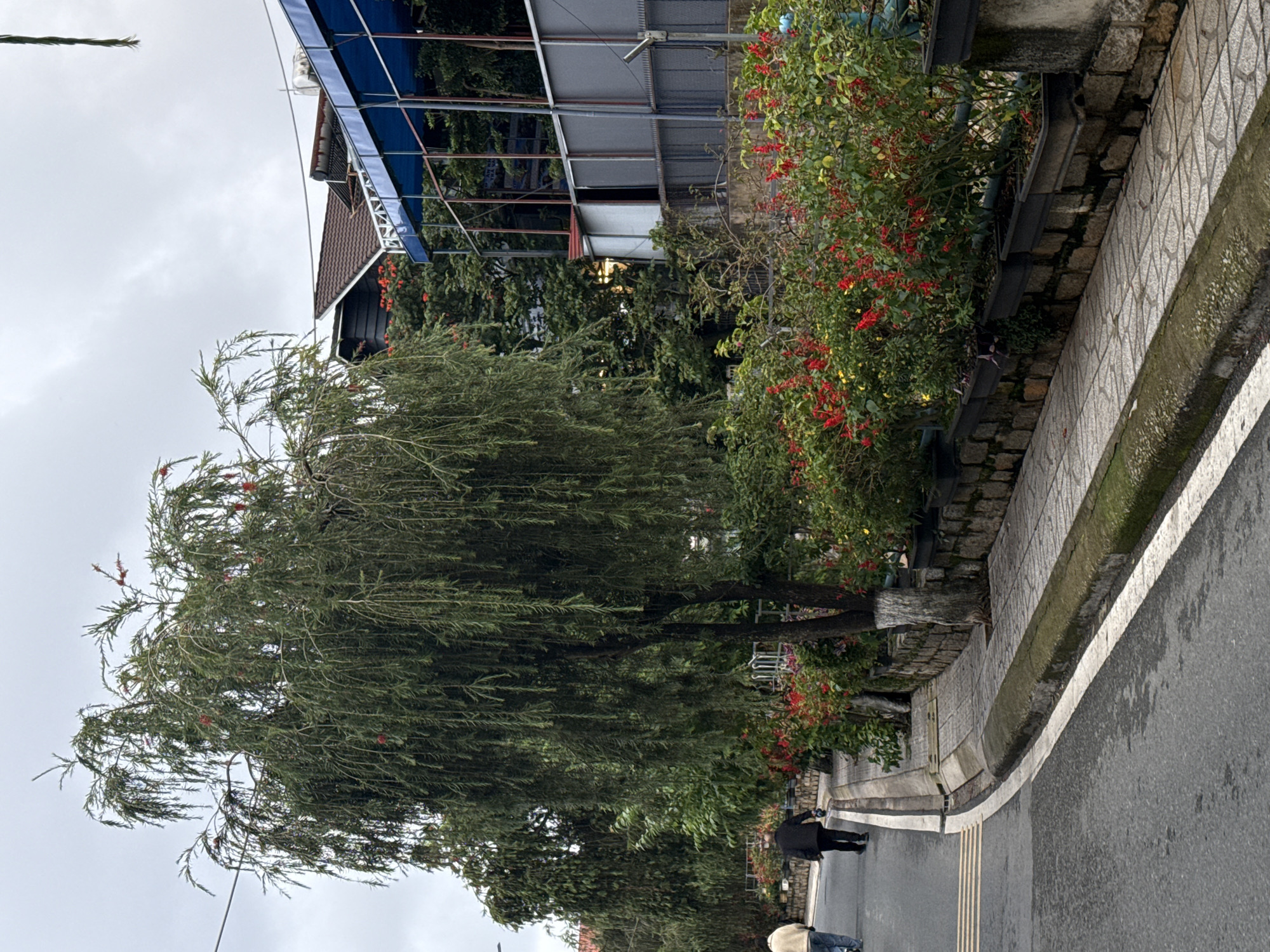 This image, viewed upright, captures a vibrant street scene, likely in Xuân Hương, Đà Lạt, Vietnam, under an overcast sky.
In the left half of the frame, a large tree with long, drooping, slender green leaves and scattered small red flowers stands prominently, its dense foliage filling much of the space. Along the right side, a paved sidewalk with patterned grey tiles runs parallel to an asphalt road, separated by a stone retaining wall and a curb. A clear white line marks the edge of the road, and yellow tactile paving is visible on the sidewalk.
A long planter box on the sidewalk is filled with lush green bushes adorned with numerous small, bright red flowers, creating a striking visual contrast. Further along the sidewalk, two individuals are visible. One person, dressed in a dark jacket, stands facing away, seemingly observing or photographing something ahead. Another person is partially visible in the lower right foreground.
In the background, behind the trees and flowering bushes, various buildings are discernible. One structure features a dark brown tiled roof, while others are partially obscured by scaffolding and blue tarpaulin or canopy-like coverings. Overhead wires crisscross the grey sky. The scene depicts a temperate, green urban environment with a calm, everyday atmosphere. There is no visible text in the image.