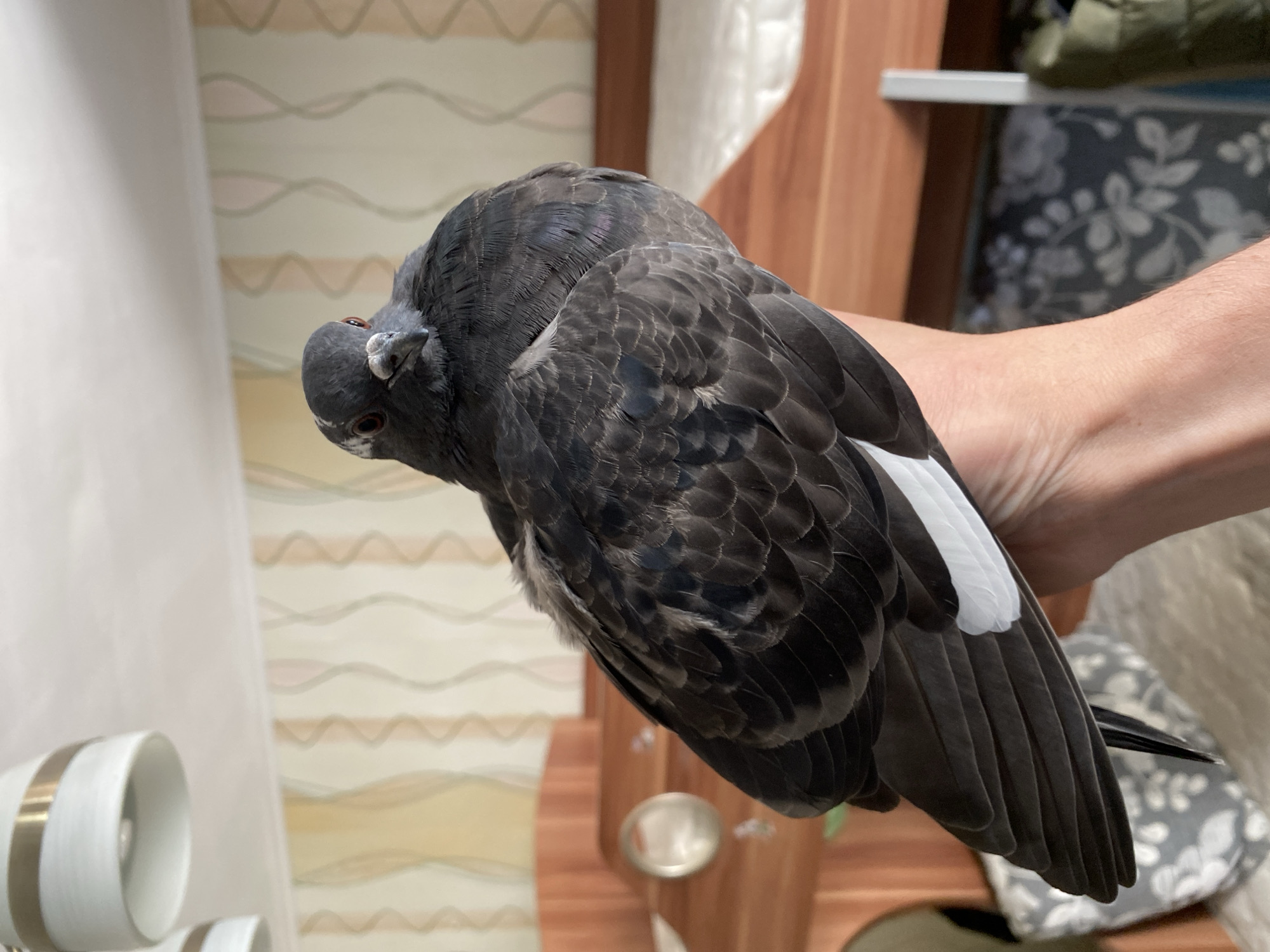 A pigeon is being held in a person's hand. The pigeon is dark gray with white markings on its wings and tail. The background shows a room with patterned wallpaper and furniture, possibly a bedroom or living area. The image appears to have been taken indoors, with natural light coming from an unseen window. The scene is likely a domestic setting within the city of Protvino, Russia, given the implied context.