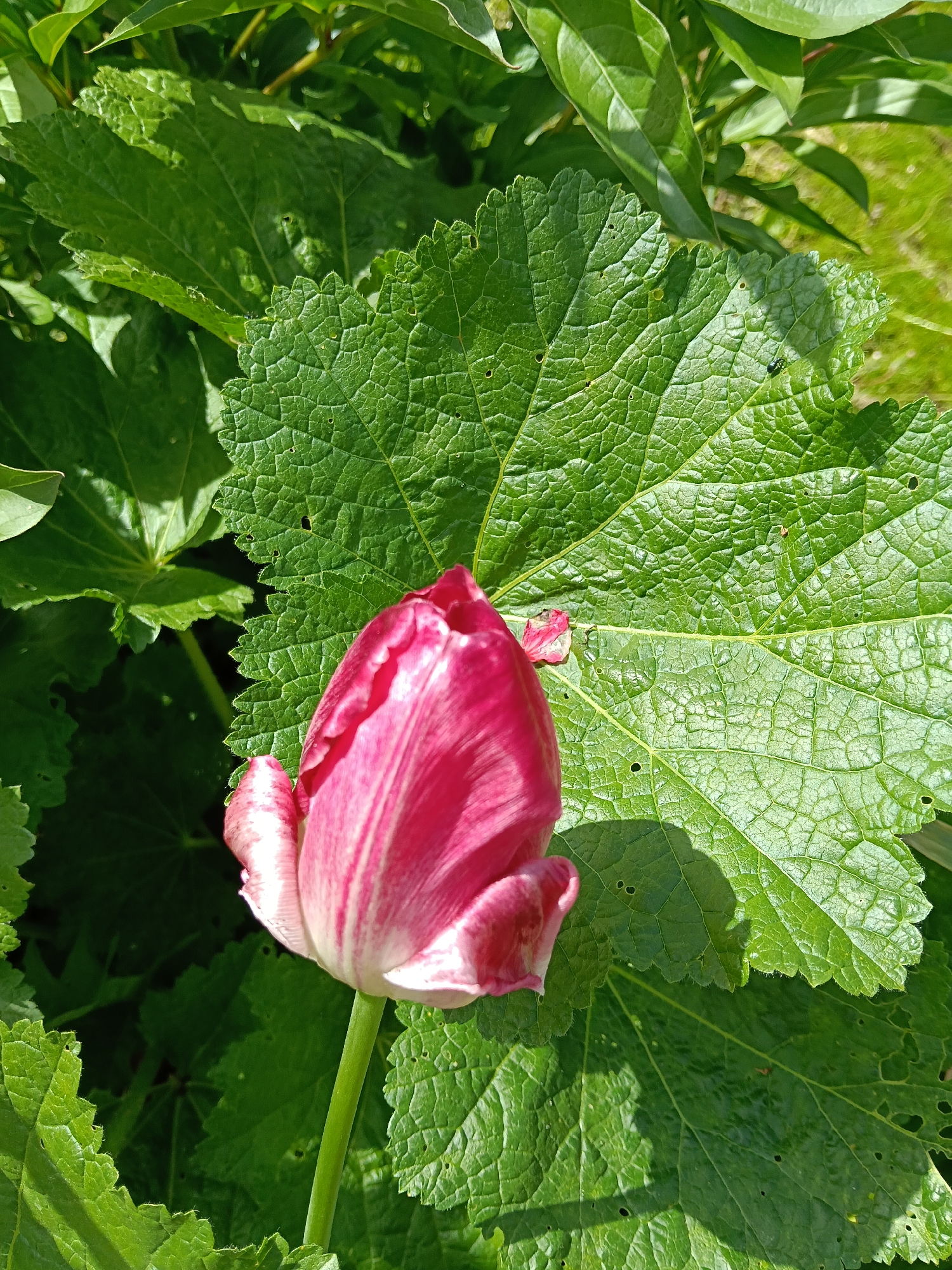 A close-up shot taken during the day shows a pink and white tulip, not fully opened, with a green stem, set against a backdrop of large, textured green leaves. The leaves show a prominent network of veins. Some leaves have holes. The location is Краснодарский край, Россия.