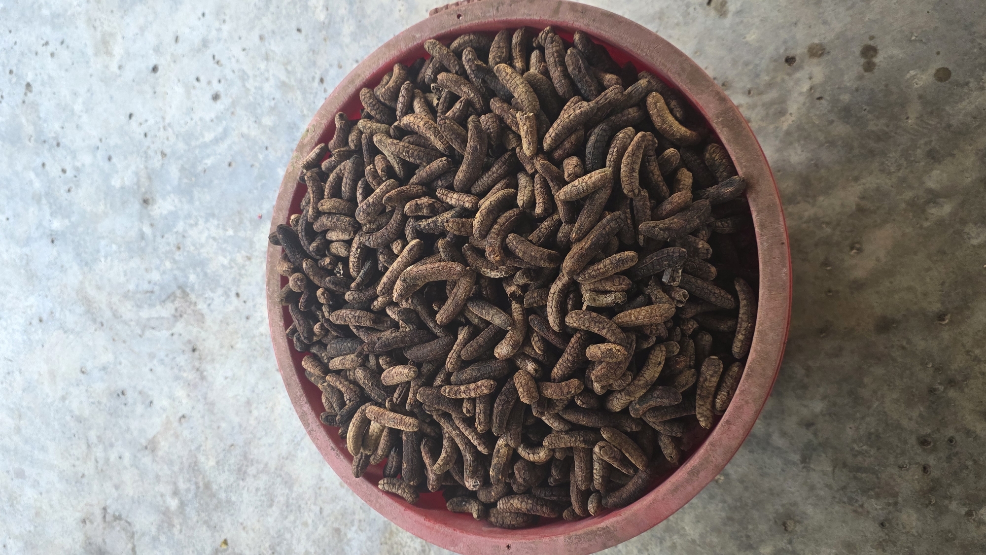 An overhead shot shows a red plastic basin filled with numerous brown, dried Long Pepper (Piper longum) fruits. The basin sits on a grey concrete surface. The photo was taken in Ea Tê, Vietnam. No people are visible. The focus is on the collected pepper fruits.