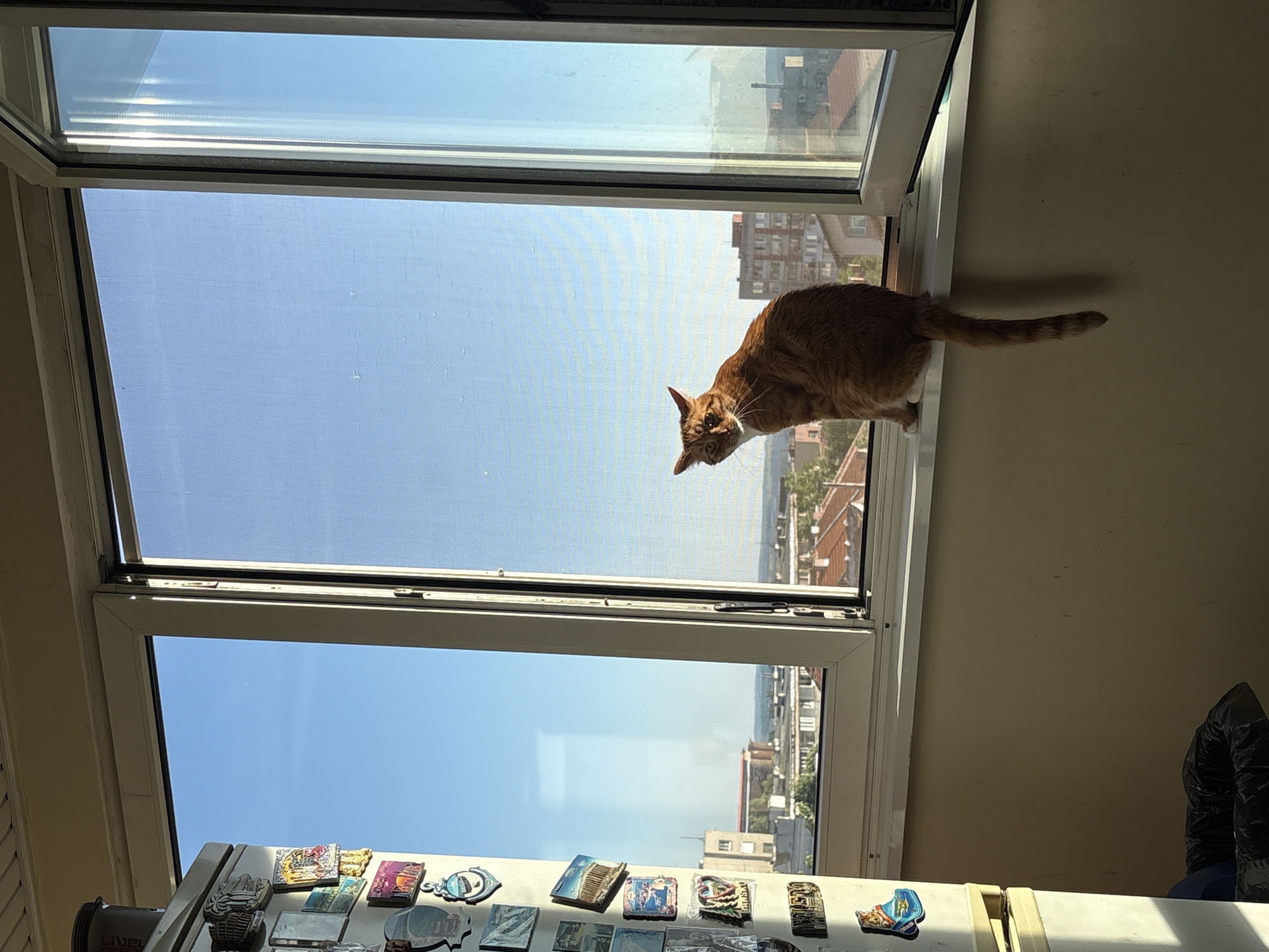 An orange tabby cat sits on the windowsill of an apartment, looking towards the camera. The cat is in the foreground, with an open window behind it revealing a city view. The cat is facing left, with its tail hanging down. The window is a large, sliding glass door with a screen. The city outside is a mix of residential and commercial buildings, with a clear blue sky. The apartment interior is visible on the left, with a refrigerator covered in magnets and a trash can on the floor. The scene appears to be taken during the daytime, with sunlight streaming in through the window. The location is Vratsa, Bulgaria.