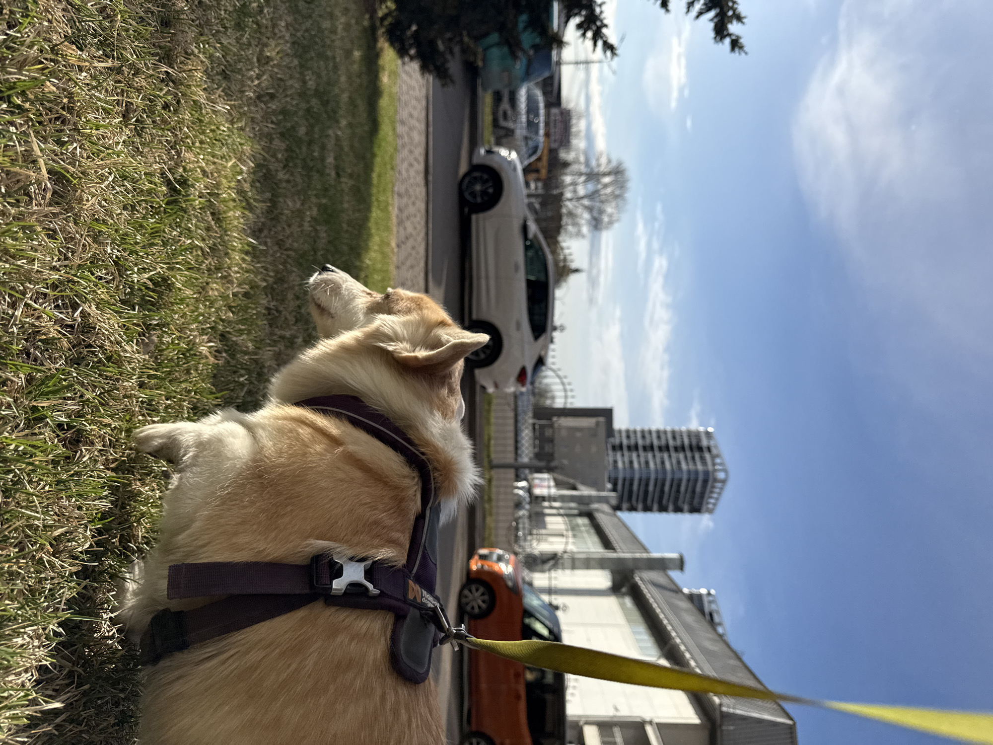 A tan and white corgi with a purple harness and yellow leash is lying on the grass. The dog is in focus, looking up and to the right. In the background, blurred, there is a street with several parked cars, including a white SUV, an orange hatchback, and a teal van. Behind the street, there is a building with metal grates and a tall, modern skyscraper. The sky is blue with scattered white clouds. The picture was taken in the city of Krasnoyarsk, Russia.