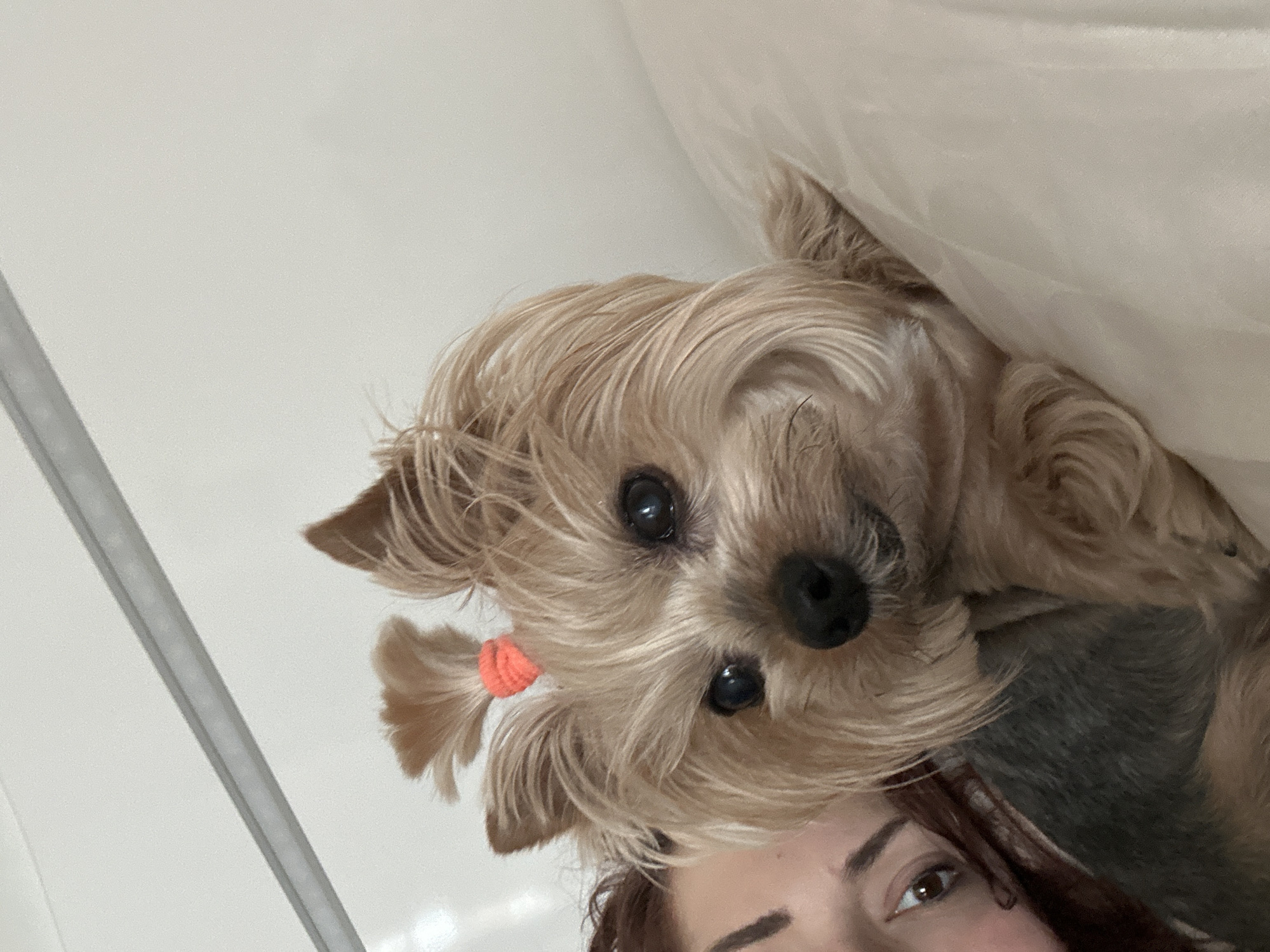A close-up shot shows a tan Yorkshire Terrier with a small orange hair tie on the left side of its head. The dog is positioned above and slightly angled towards the viewer. Parts of a person's face, including an eye and eyebrow, are visible beneath the dog. A metallic rail is seen in the lower left corner. The background is a plain white or off-white surface. The scene does not include discernible details which would allow the image to be specifically located in Sofia, Bulgaria.