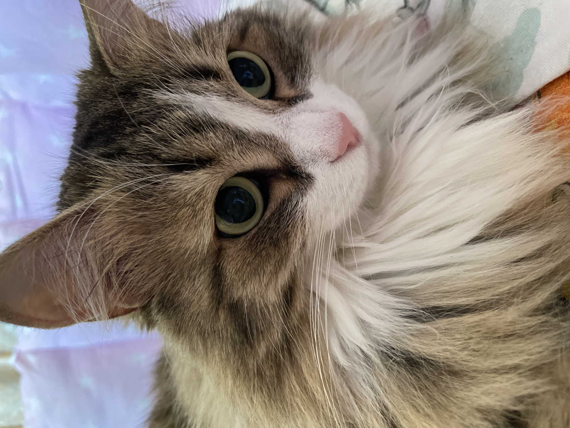 A close-up photograph depicts a cat with gray and white fur. The cat has large, round, greenish-yellow eyes and a pink nose. The cat appears to be lying down on patterned bedding. The location is not discernible.