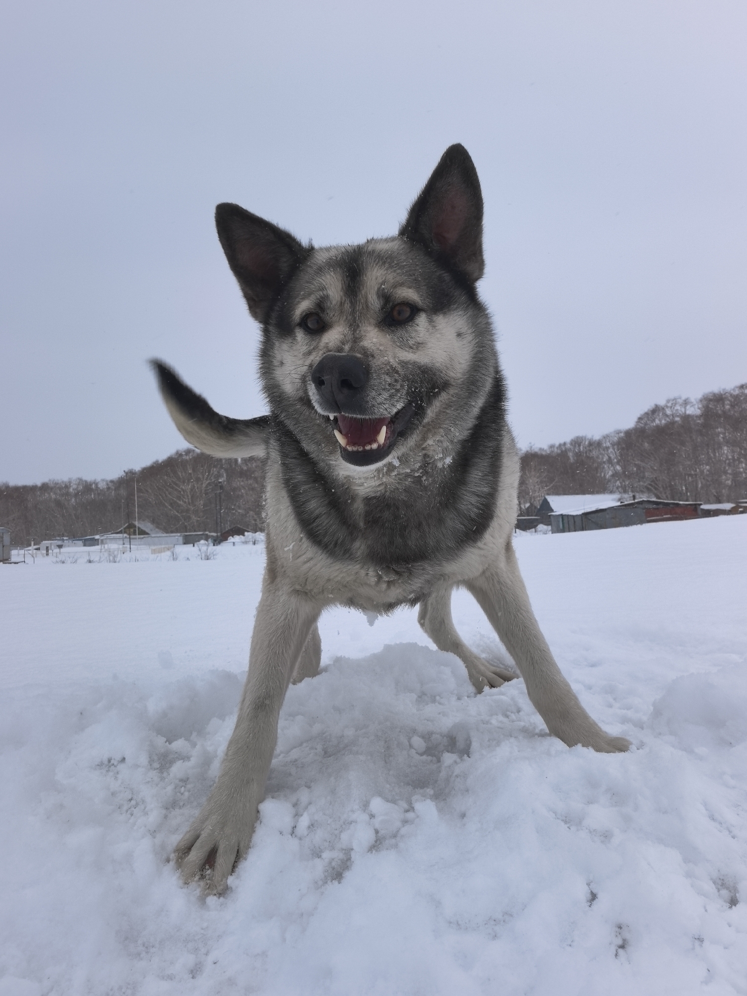 A medium-sized dog with gray and white fur stands in deep snow. The dog's front paws are splayed, its mouth is open, and its tail is raised. In the background, there is a snowy field with buildings and trees. The location is in the city of Unknown, Unknown. The weather is overcast.