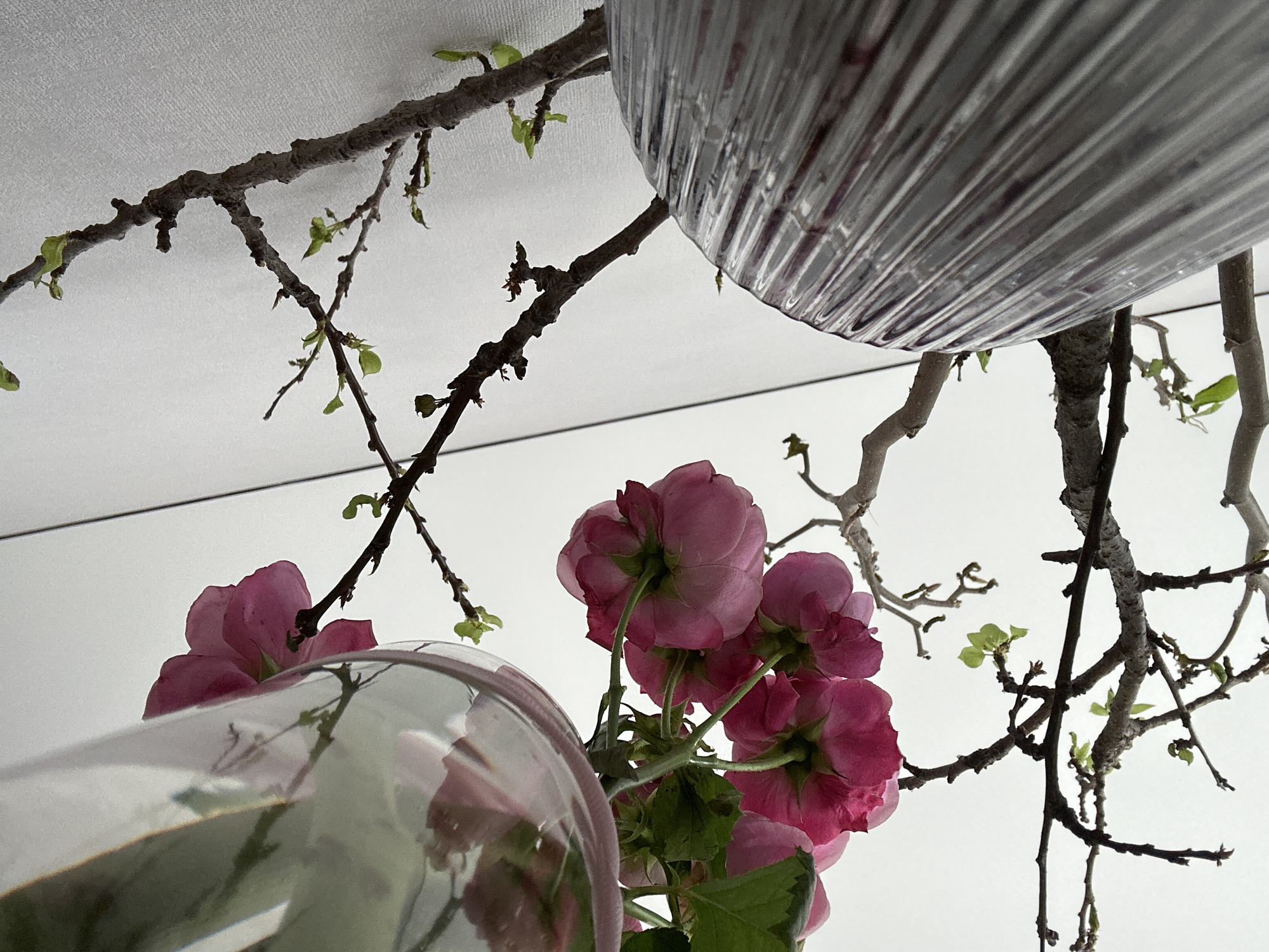 A low-angle shot captures an arrangement of pink flowers and bare branches, partially obscured by two glass vases, against a white backdrop. The larger vase, positioned at the top right, has a corrugated texture. The smaller vase, at the lower left, is transparent and reflects the flowers within. The bare branches, sparsely adorned with small green leaves, extend across the frame, seemingly supporting the arrangement. The flowers, clustered together, are viewed from beneath, revealing their calyxes. The background is a plain white surface. The location of the scene is not evident from the image.