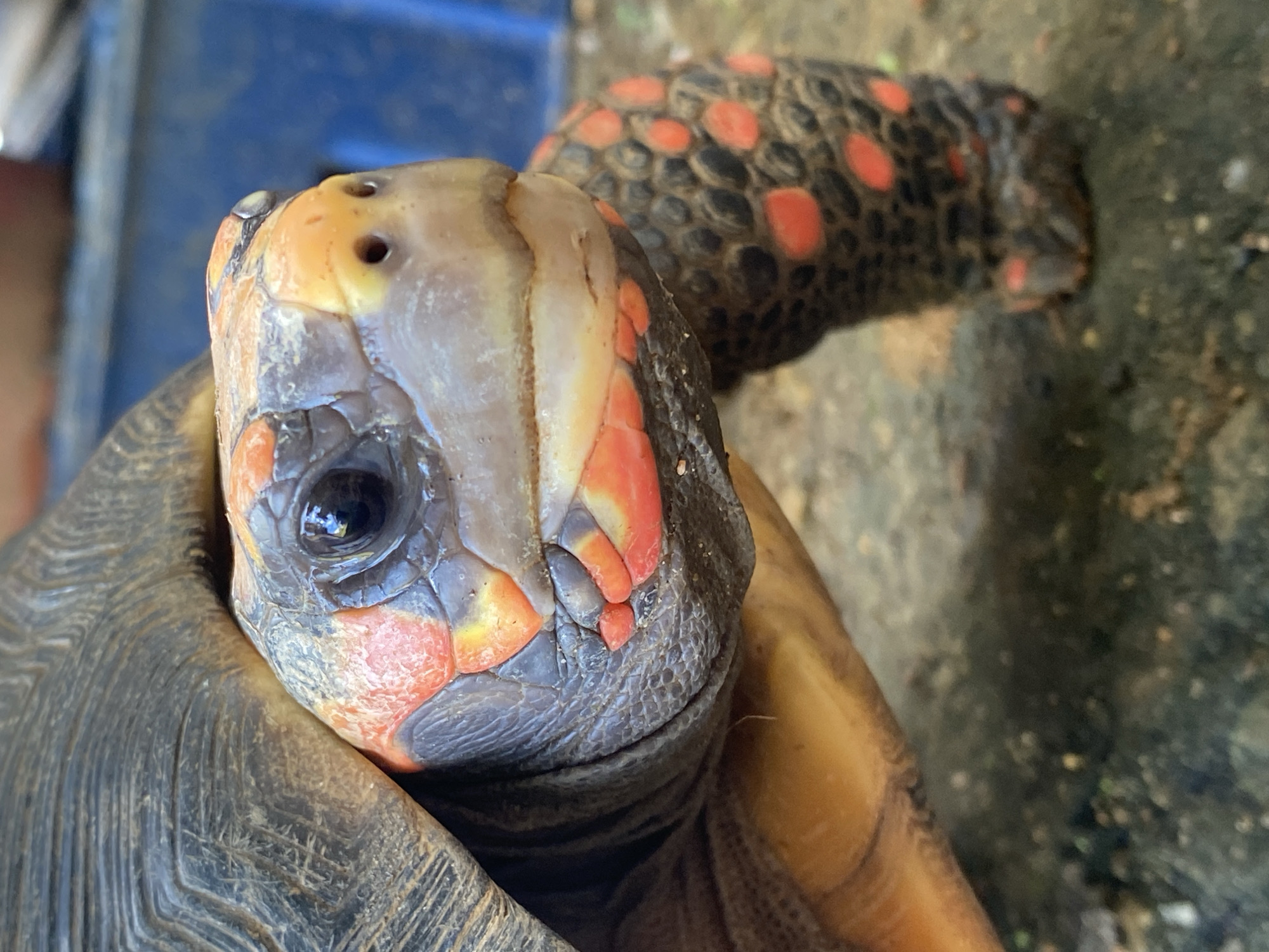 A close-up, eye-level shot shows the head and partial body of a red-footed tortoise. The tortoise has dark gray skin with striking red and orange markings on its face, neck, and legs. Its shell is dark brown and textured. The tortoise is positioned on a rough, grayish-brown surface that appears to be concrete or stone. In the background, a blurry blue object is visible, possibly a container or wall. The lighting is natural and appears to be from the side, casting subtle shadows. The environment suggests an outdoor setting, likely in a dry or arid area. The scene does not contain any people or actions. The exact location in Tinaquillo, Venezuela cannot be determined from the image alone.