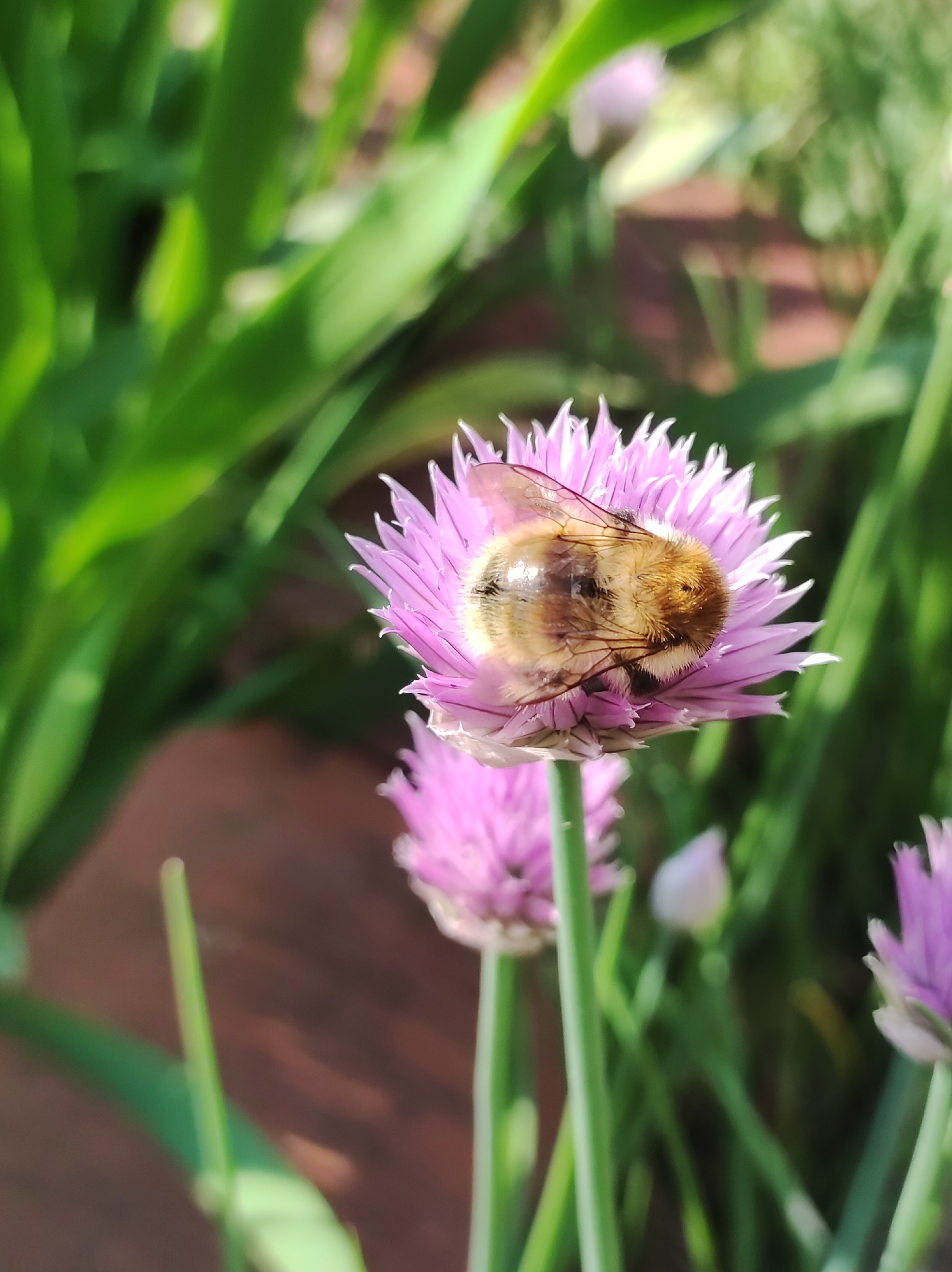 The image captures a close-up of a bumblebee resting on a pink chive blossom. The bumblebee is positioned horizontally on the flower, with its body curved and its fuzzy abdomen facing the viewer. The chive blossom is a vibrant pink, with delicate petals radiating outwards. In the background, out-of-focus green foliage and hints of brown suggest an outdoor garden setting. The lighting indicates it is daytime. The scene is likely set in an urban or suburban garden in Фоки, Russia, given the context.