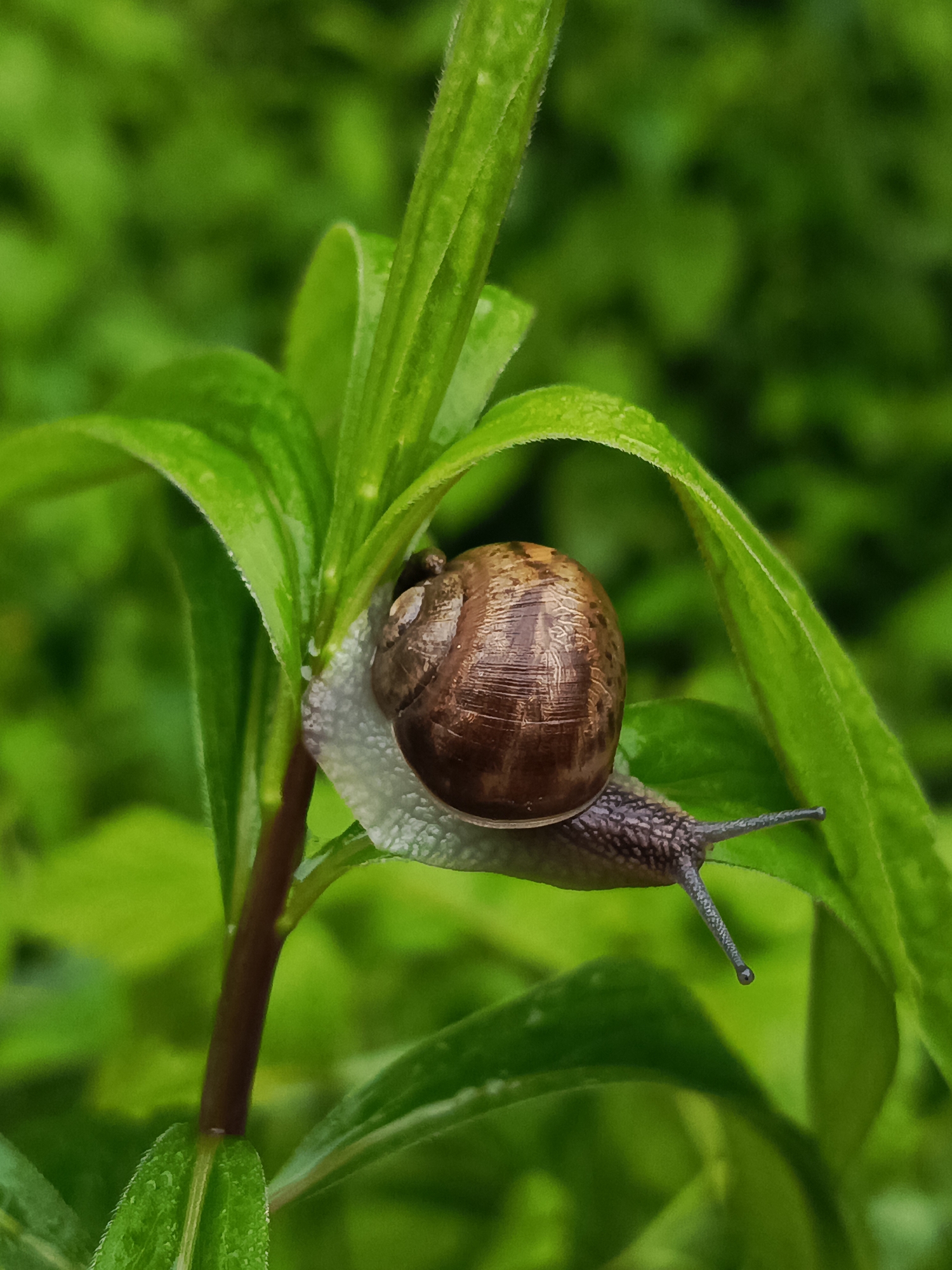 A close-up, eye-level shot captures a brown snail with a coiled shell moving along a vibrant green plant. The snail's body is partially visible, extended from its shell, with two stalks extending from its head. The plant features broad, elongated leaves, some of which are bent and curved, creating a natural frame around the snail. The background is a soft blur of various shades of green, suggesting a natural, leafy environment. The image does not provide any information that would allow for its localization to Chaikovsky, Russia.