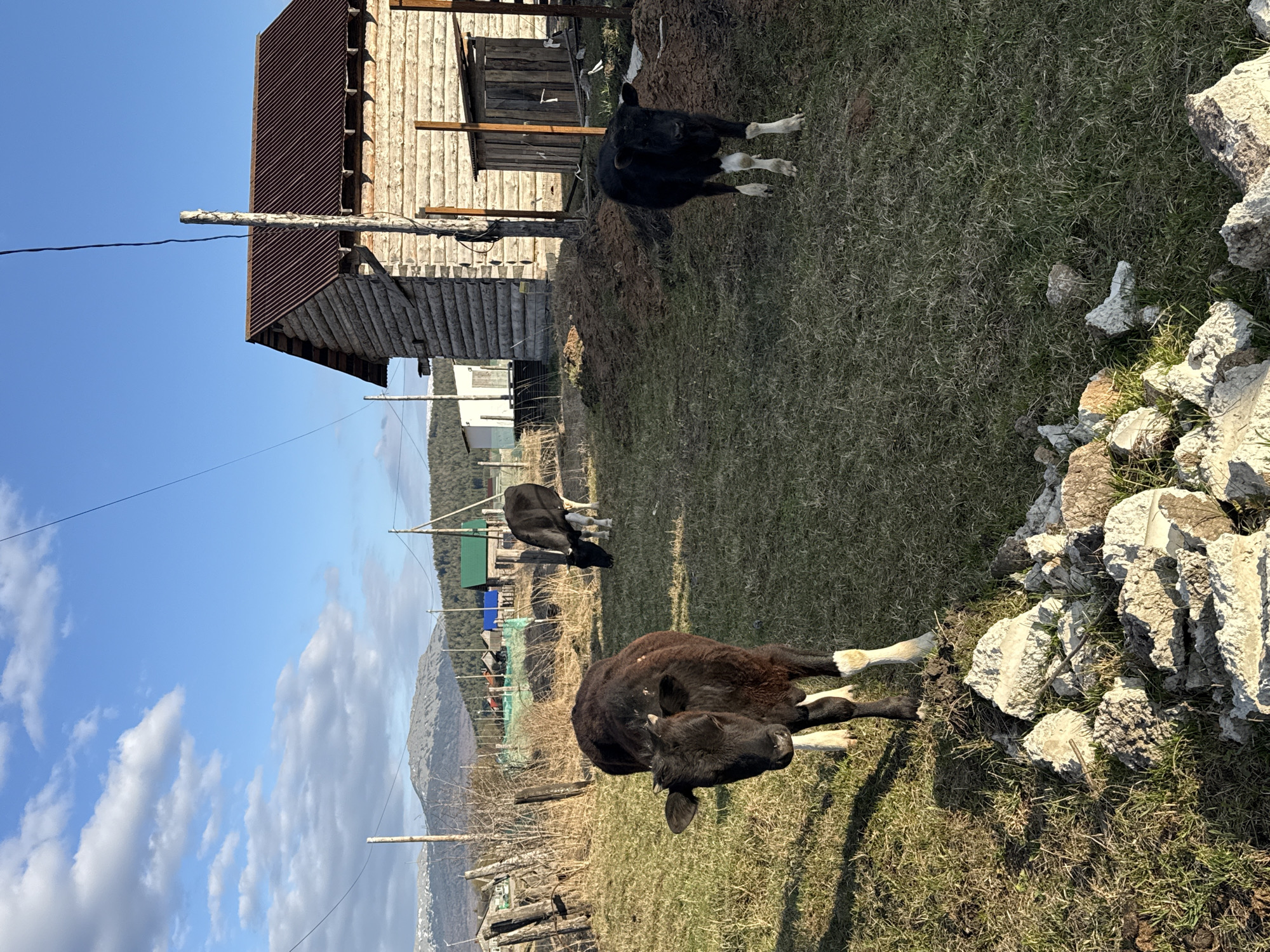 The image captures a rural scene in Tyulyuk, Russia, featuring three calves or young cows in a grassy enclosure under a bright, partly cloudy sky. The setting appears to be a farm or village in a mountainous region.
In the immediate foreground, a black calf with white lower legs and face markings is visible, seemingly resting or looking forward. Another similar black and white calf stands in the midground to the left, and a third can be seen further back near a wooden building. The ground is covered with a mix of green and dry grass, and on the right side of the frame, there are piles of light-colored rocks or rubble.
To the left, a rustic wooden building with a corrugated metal roof stands prominently, appearing to be a barn or an old house. Several wooden poles, possibly utility poles or fence posts, are scattered across the scene, with wires stretching between them. In the distance, beyond the buildings and fences, rolling mountains are visible, suggesting a rugged landscape.
The time of day is clear, with strong sunlight casting shadows, likely late morning or early afternoon. The weather is fair and sunny, with scattered white clouds against a vibrant blue sky. There are no human subjects visible, and no discernible text appears anywhere in the image. The overall atmosphere is peaceful and pastoral.