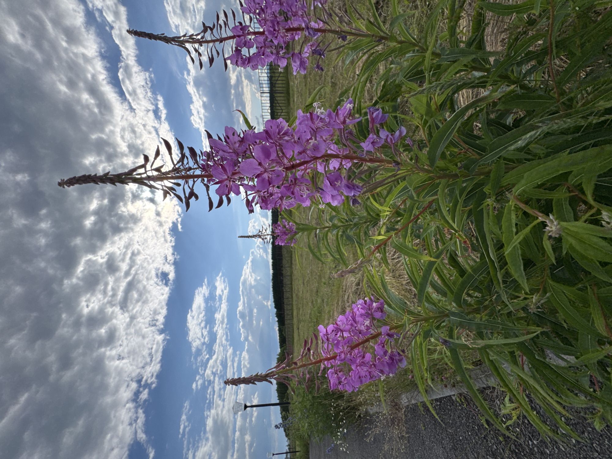 This is a vertical, close-up, eye-level shot of a patch of fireweed flowers in bloom. The purple flowers are clustered along the tops of tall, green stalks, with some stalks bare and extending upwards. The background features a wide expanse of sky with fluffy white clouds against a bright blue backdrop. Below the sky, a field of dry grass stretches into the distance, bordered by a dark fence and a line of trees. In the foreground, the flowers are in sharp focus, with the background elements progressively blurring. A dark asphalt path is visible at the bottom right of the image. Two lampposts are visible in the distance. The lighting suggests it is daytime, possibly late afternoon or early evening, with the sun casting a warm glow. The overall mood is peaceful and natural, showcasing the beauty of the flowers against the backdrop of a serene landscape. No visible text is present in the image. The scene is likely Mursalimkino, Russia.