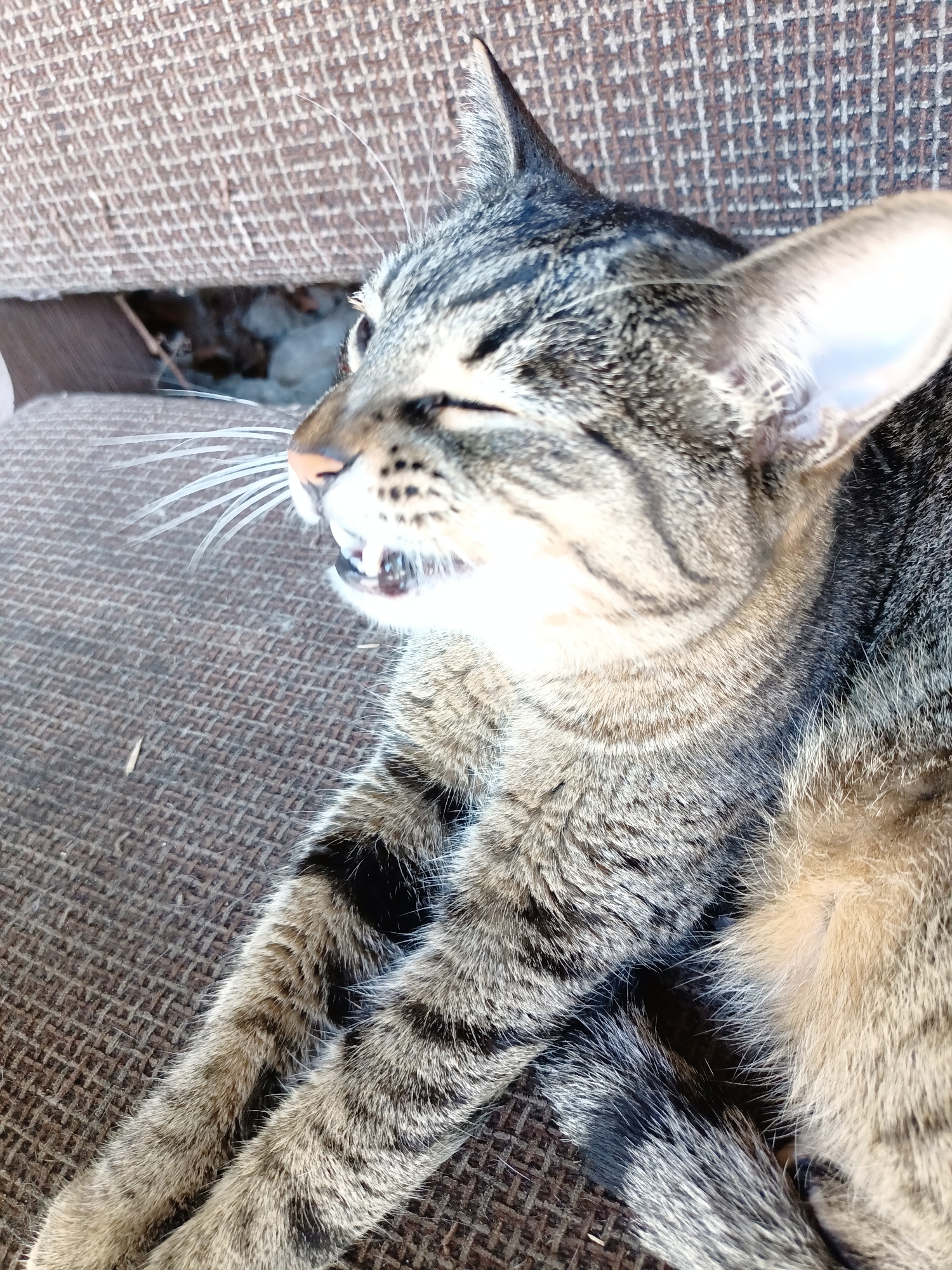 A tabby cat is lying on a brown textured surface, possibly outdoor furniture. The cat is facing left with its eyes partially closed and its mouth open, revealing its teeth and tongue. Its fur is a mix of grey, black, and brown stripes. The background shows a gap between the furniture and the wall, revealing some dry leaves and debris. The image is taken in Almaty, Kazakhstan, and appears to be a casual, candid shot of a domestic animal in an urban setting.