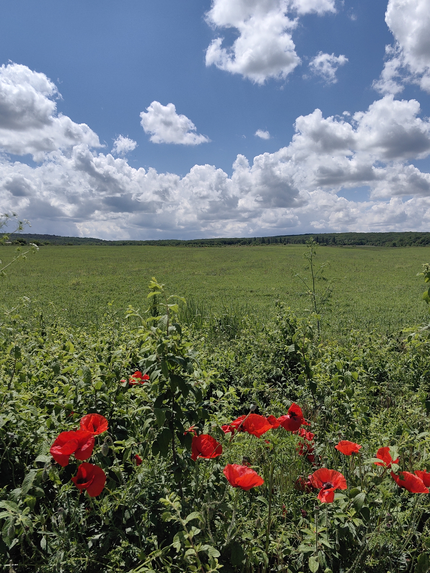A vertical, eye-level, outdoor shot captures a vibrant landscape under a partly cloudy sky. The foreground is densely populated with green foliage and a cluster of bright red poppies, their petals appearing delicate and slightly crumpled. A single, thin green stalk with a few leaves rises taller than the surrounding plants, positioned slightly right of center in the middle ground. Beyond the vegetation, a vast, flat, green field stretches towards a distant tree line that forms the horizon. The sky above is a bright blue, adorned with numerous fluffy white clouds that cast subtle shadows. The overall scene evokes a natural, serene outdoor environment.