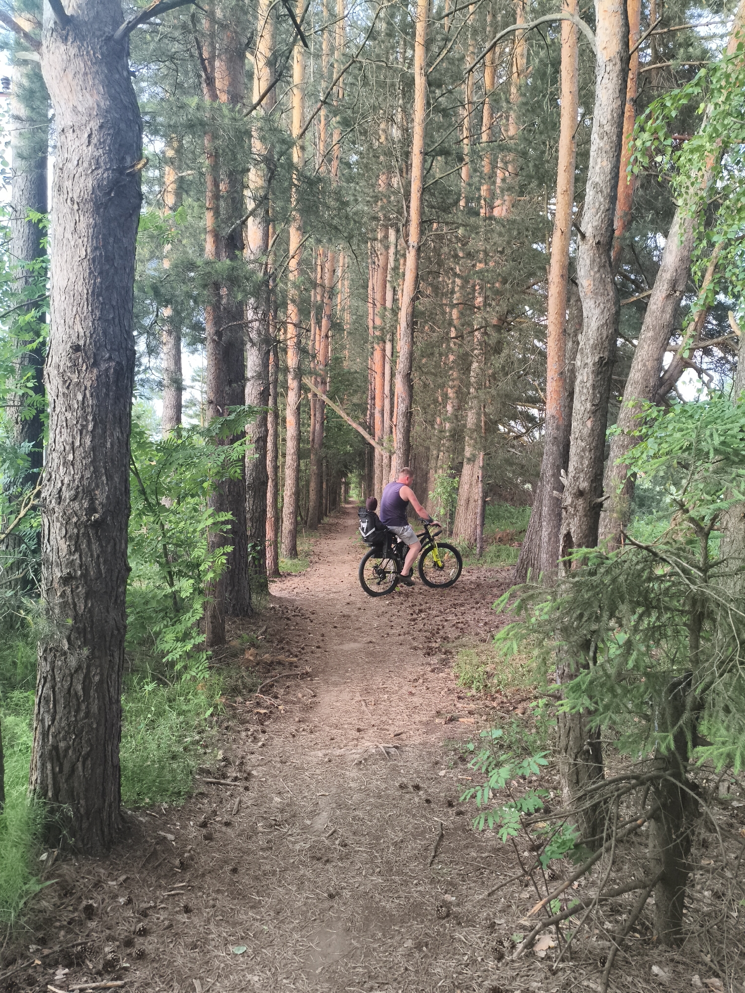 A person is riding a bicycle on a dirt path through a forest. The path is lined with tall pine trees on either side, and the ground is covered in pine needles and cones. The person is wearing a purple tank top and gray shorts, and they have a backpack on. The bicycle is black with yellow accents. The scene appears to be in a natural setting, possibly a park or recreational area. The sky is visible through the trees and appears to be overcast.