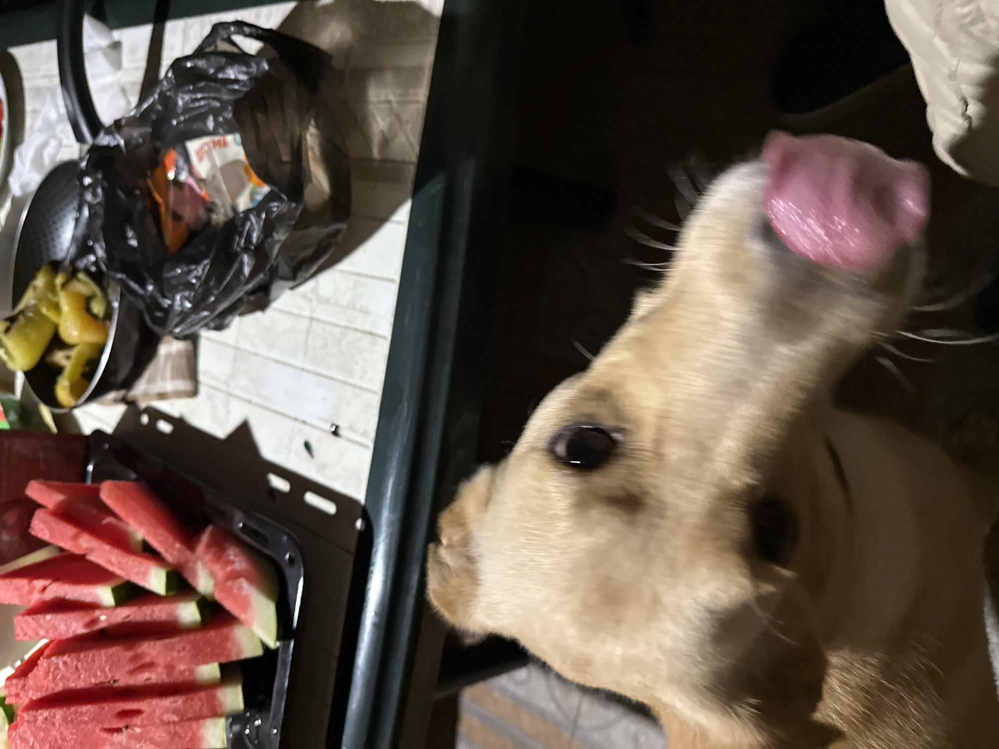 The image shows a close-up of a dog's head as it licks its nose. In the background, a tray of watermelon slices is visible on a table, along with a black plastic bag and a pan of peppers. The setting appears to be outdoors, possibly in a residential area or park. There is no visible indication of the specific location in Sochi, Russia.