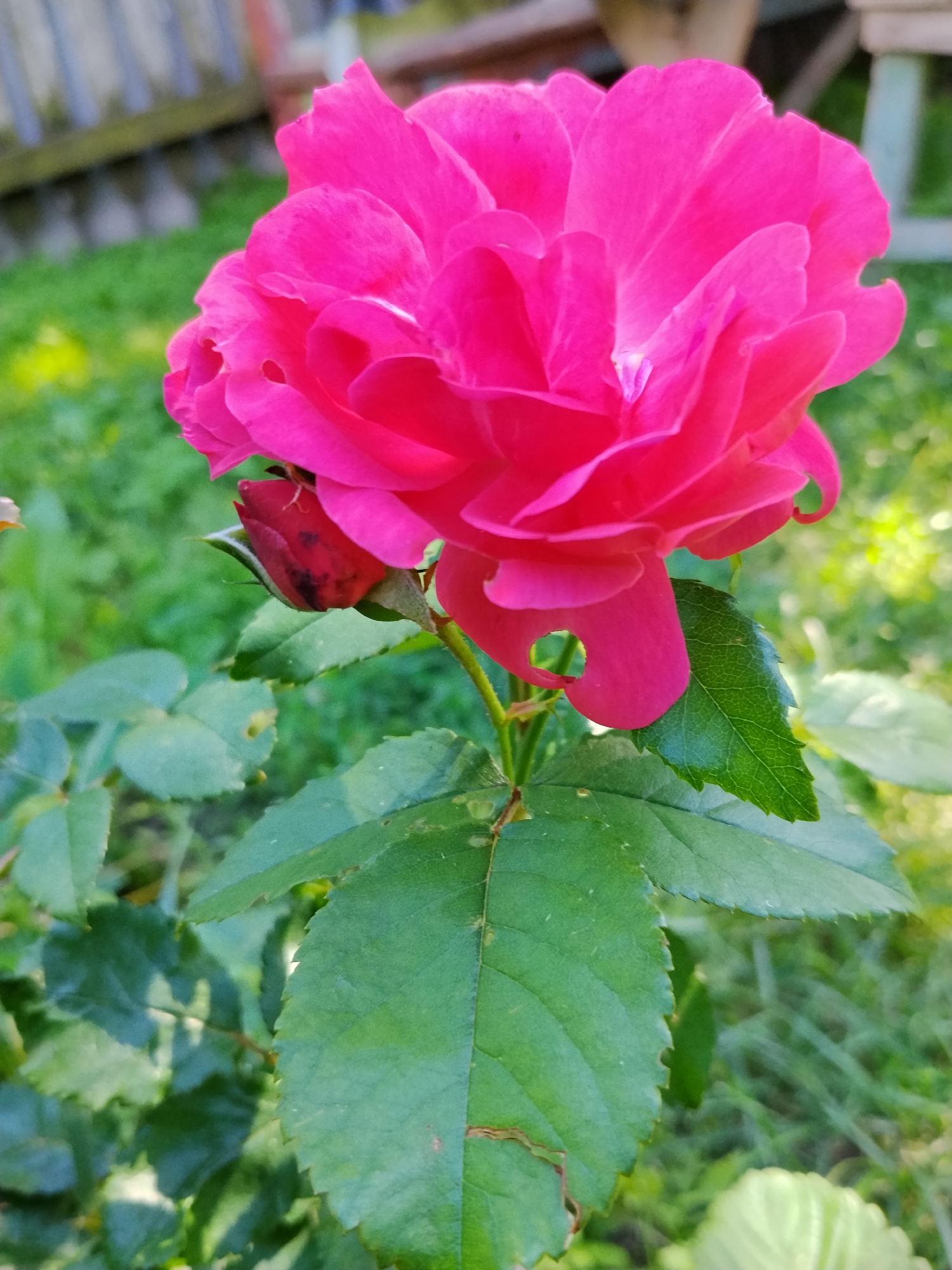 A close-up, eye-level shot captures a vibrant fuchsia rose in bloom, its petals unfurling in a garden setting. A single, unopened rosebud, tinged with red and black spots, is visible to the left of the main bloom. The rose's stem and several large, green leaves, some with slightly torn or damaged edges, are also in focus. The background is a soft blur of green grass and foliage, with hints of a wooden fence in the upper left corner, suggesting an outdoor environment. The lighting indicates a bright day, with sunlight illuminating the rose and casting dappled shadows on the leaves. The scene appears to be in Dibrivka, Ukraine.