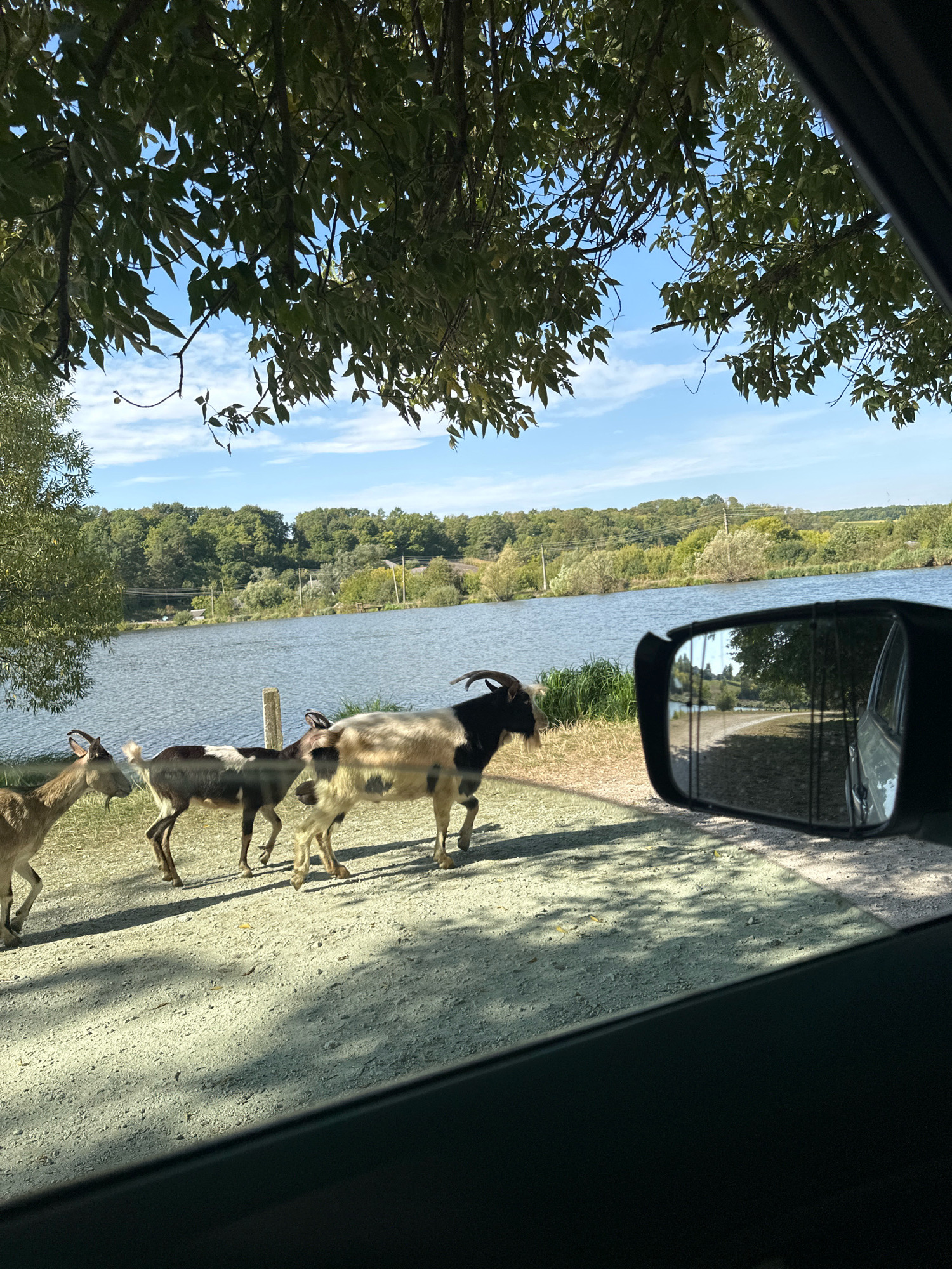 A herd of goats are walking on a dirt path next to a lake, viewed from inside a car. The goats are of various colors and sizes, with horns on some of them. The lake is calm and reflects the trees and sky. The background shows a line of trees and hills. The image is taken on a sunny day. The scene appears to be in a rural or park-like setting, possibly near a body of water. This specific location is the zoo-safari park "XII Months" in the village of Makiv, Ukraine.