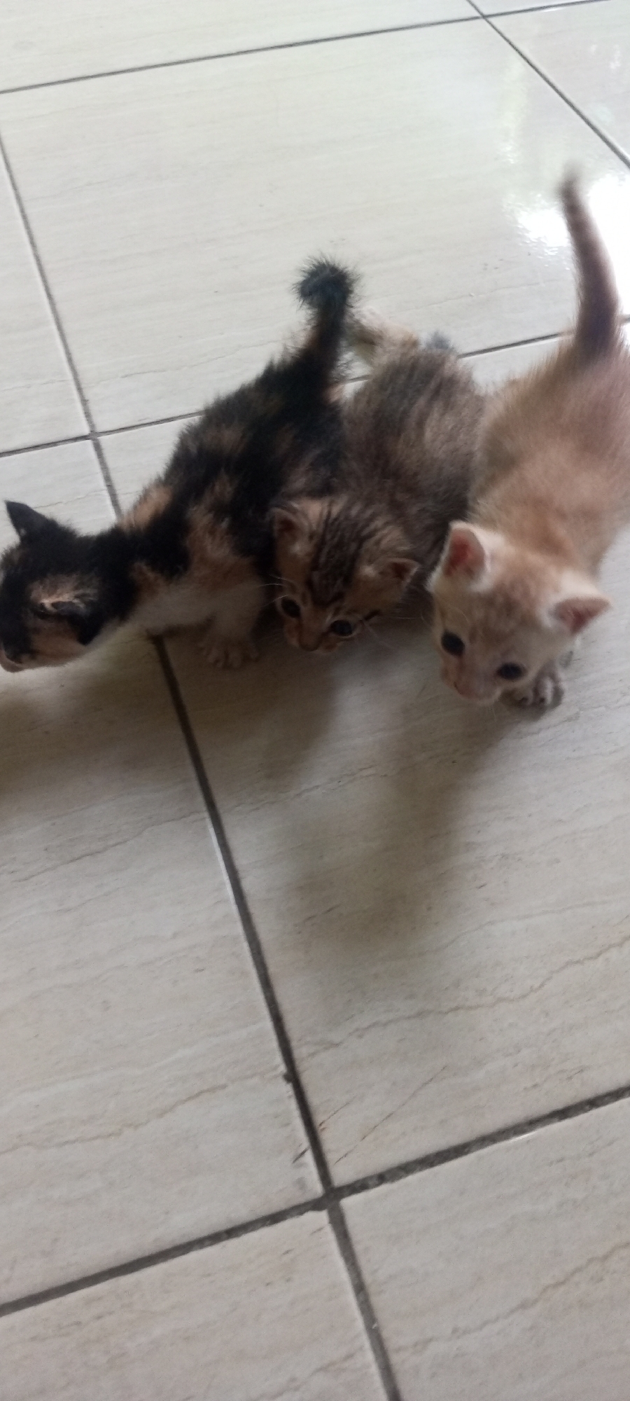 Three kittens are on a tiled floor. The kitten on the far left has tortoiseshell markings. The middle kitten is tabby. The kitten on the far right is a pale orange. The kittens are facing towards the right of the image. The floor is made of light-colored tiles with dark grout lines. The image appears to have been taken indoors. There is no information that can tie this image to Lubangbuaya, Indonesia.