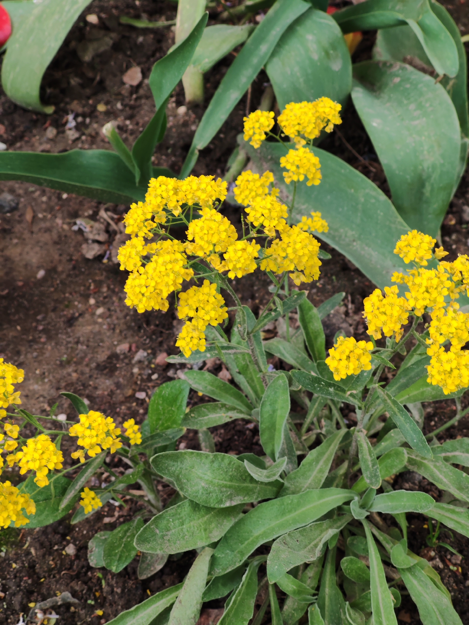A close-up shot captures a cluster of golden alyssum flowers, their vibrant yellow blossoms in full bloom. The petals form dense, rounded heads that dominate the foreground. Beneath the flowers, textured green foliage emerges, its leaves slightly dusty and elongated. The soil surrounding the plant appears dark and earthy, with a few stray leaves scattered on its surface. In the background, the broad green leaves of what appears to be tulips add depth to the image. The context of the location city and country remains undefined.