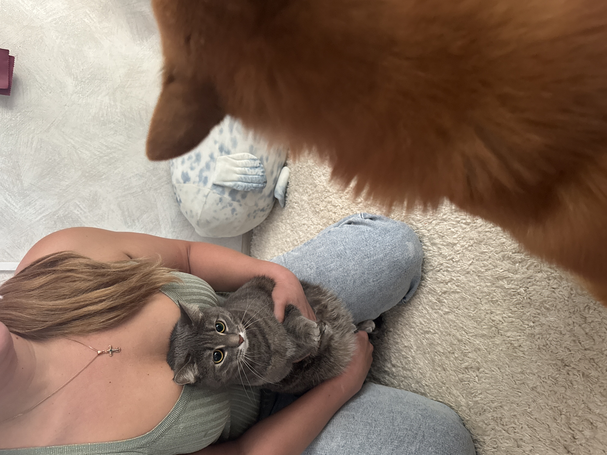 A high-angle shot depicts a woman seated with a gray tabby cat in her lap. The woman has blonde hair and is wearing a light green top and light blue jeans. She also wears a necklace with a cross. The cat looks up at the camera with wide eyes. Above them, partially obscuring the scene, is a brown dog. A plush seal toy lies to the left of the woman. The scene appears to be indoors, with a beige carpet visible. No information relates to the city of Chaikovsky, Russia.