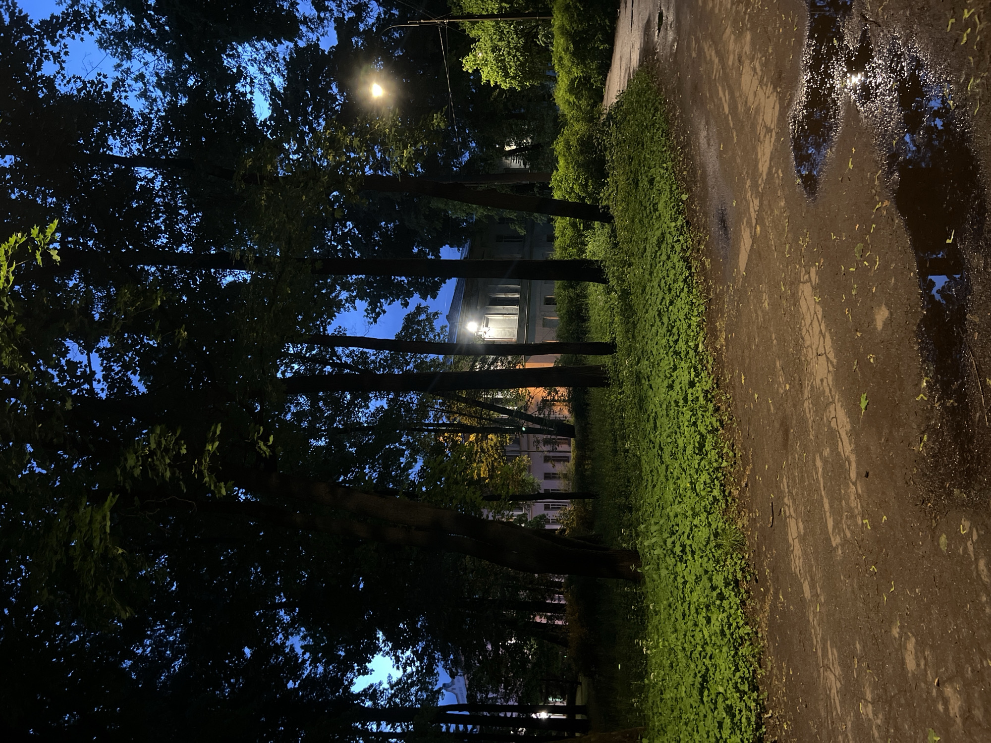 This image depicts a park in Saint Petersburg, Russia, at dusk. Tall trees with dense foliage dominate the foreground and midground, casting shadows on a dirt path that curves to the right. The path is wet and reflects the dim light, with several puddles visible. To the left, a thick carpet of green ground cover stretches across a grassy area. In the background, through the trees, a pale building with illuminated windows is visible. A streetlamp on a pole illuminates the path and surrounding trees from the right side of the image. The sky is a deep blue, indicating twilight. There are no people visible in the scene.