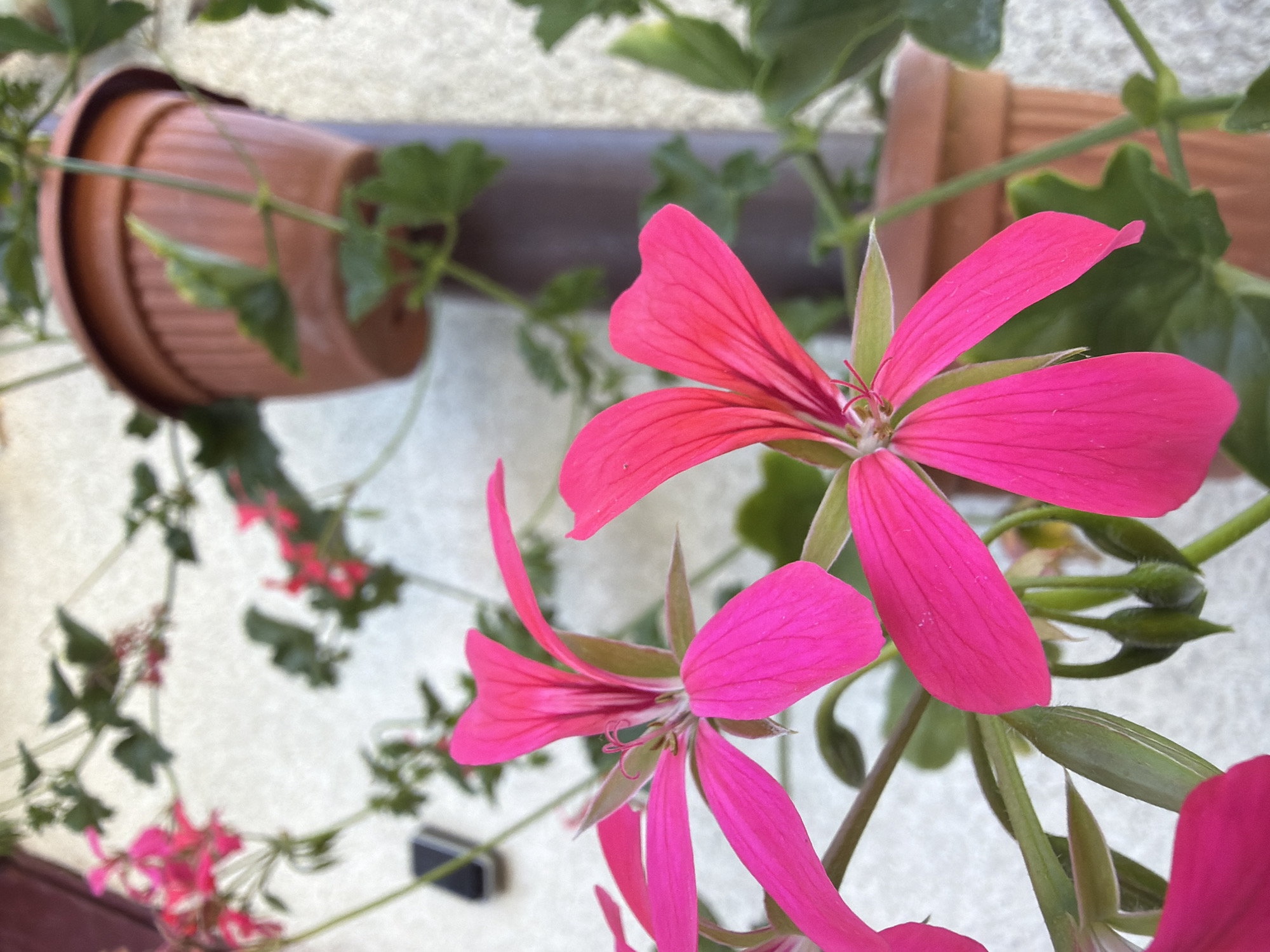 In Strzyżowice, Poland, a close-up shot focuses on vibrant pink geranium flowers in bloom. The flowers, with their delicate, fanned petals, are the primary subjects, detailed with visible veins and a hint of red at their centers. They are part of a plant cascading from a brown plastic pot, which is mounted on a wall. Behind the flowers, green leaves and stems intertwine, some reaching towards the upper right of the frame. A section of a brown, cylindrical support or pipe runs vertically behind the plants. In the background, a textured, off-white wall serves as the backdrop, with a dark rectangular object, possibly a phone, attached to it on the left. The overall scene depicts a well-maintained potted plant, likely a decorative element on an exterior wall.