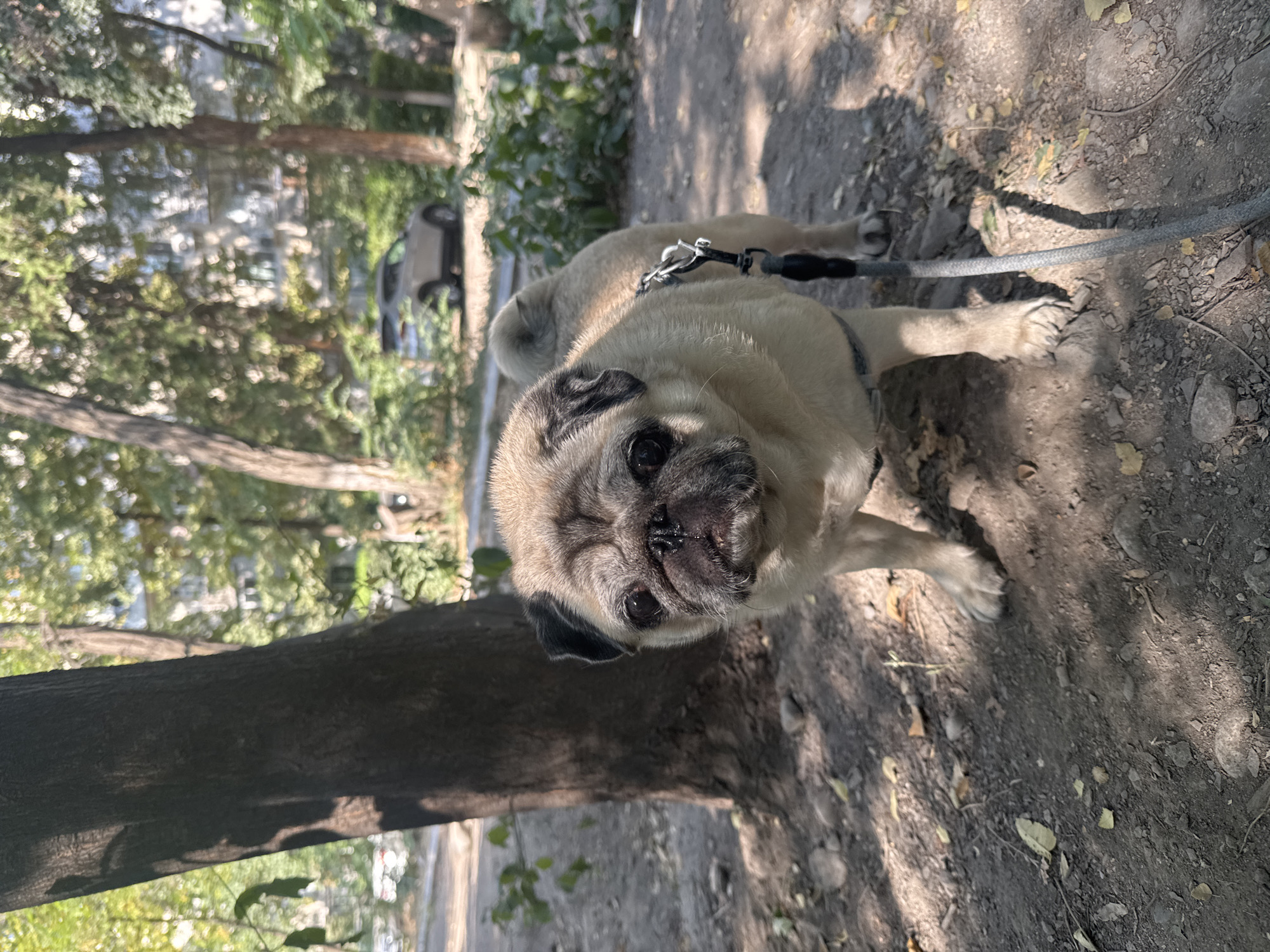 A fawn-colored pug dog stands on a dirt path in an urban park. The dog is facing forward, its leash attached to a harness. The background shows trees, foliage, and a light-colored car parked in the distance. The lighting suggests it is daytime, with dappled sunlight filtering through the leaves. The overall scene is one of a dog outdoors in a residential or park area.