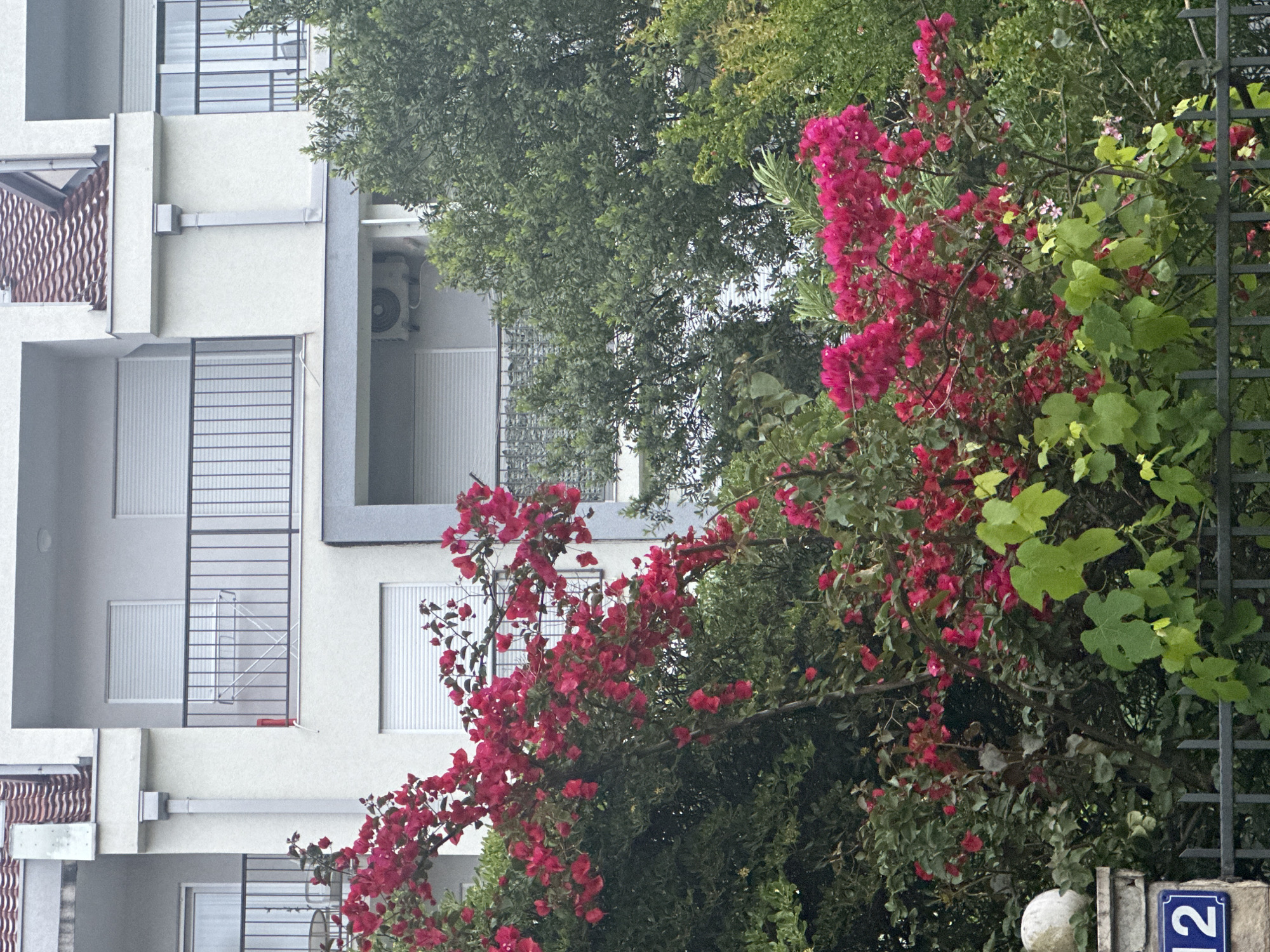 A three-story building with balconies is visible on the left side of the image. The building's facade is white, with gray accents around the windows and balconies. A number '12' sign is located at the bottom right of the image. Lush green trees and vibrant pink bougainvillea flowers frame the building. The location is Budva, Montenegro, based on the building's architectural style and the type of vegetation present.