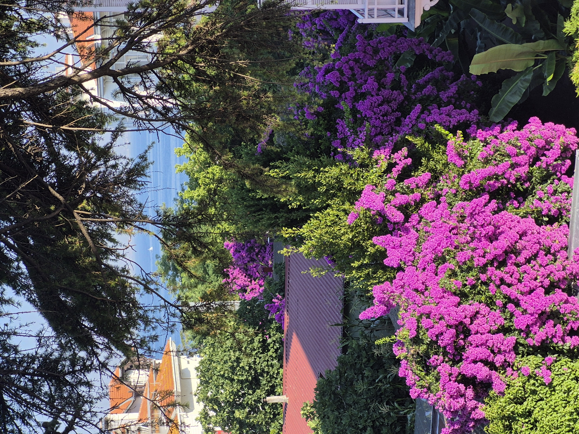 The image depicts a lush garden scene with vibrant purple bougainvillea flowers in the foreground, obscuring parts of red-tiled roofs and green foliage. In the background, white buildings with orange tiled roofs are visible, interspersed with trees, leading to a body of water that appears to be the Sea of Marmara. A small white sailboat is visible on the water. The scene is framed by the dark branches of a coniferous tree. The setting is likely on one of the Prince Islands in Turkey, known for their residential architecture and proximity to the sea.