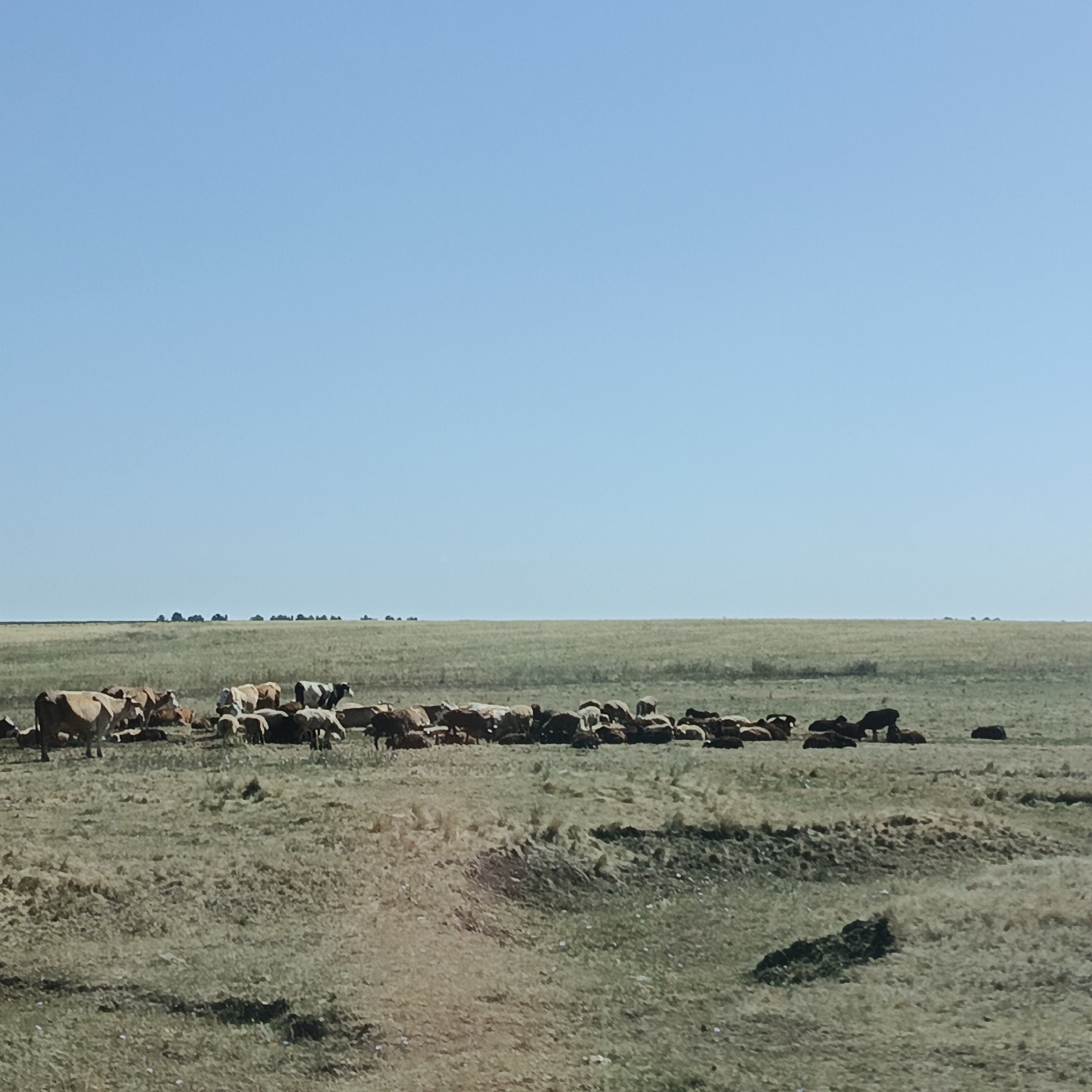 In a vast, flat grassland under a clear blue sky, a herd of livestock, consisting of cows and sheep, is gathered. The animals are of various colors, including brown, white, and black, and many are lying down in the dry, brown grass. In the far distance, a thin line of trees is visible along the horizon, suggesting the presence of a small forest or shelterbelt. The overall scene depicts a rural landscape in or near Raznomoika, Russia, characterized by open fields and grazing animals.