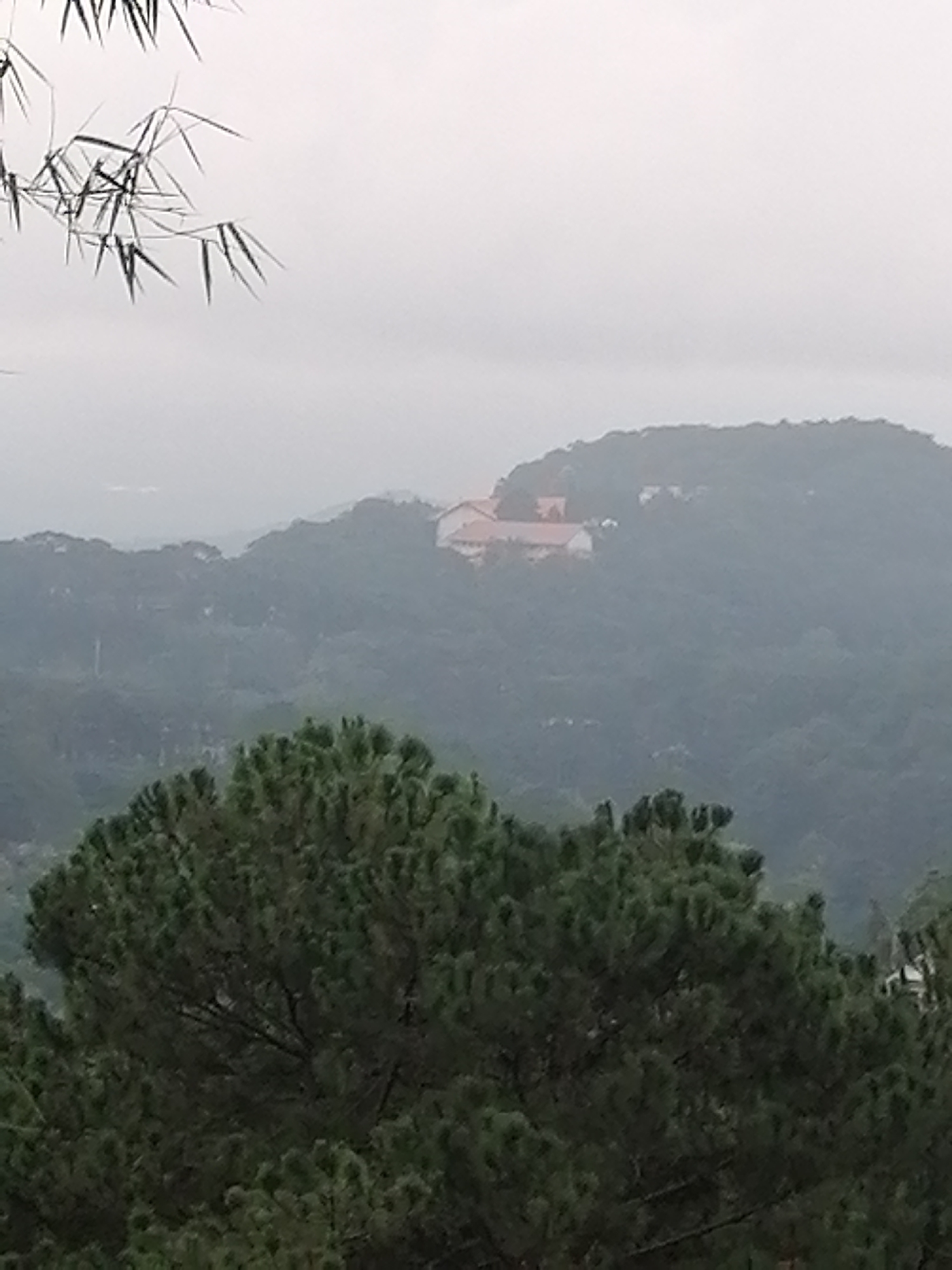 The image displays a hazy, mountainous landscape in Da Lat, Vietnam, characterized by dense evergreen foliage and an overcast sky. In the foreground, dark green coniferous trees, likely pines, partially obscure the view, creating a natural frame. Their needles and branches are visible, though somewhat soft in focus. Above and to the left, out-of-focus silhouettes of thin, pointed leaves, resembling bamboo, are visible against the pale sky.
The midground and background consist of rolling hills and mountains, heavily forested and receding into a thick atmospheric haze or fog. This weather condition significantly mutes the colors and softens the outlines of the distant terrain. Perched on one of the more prominent hills in the mid-distance is a cluster of buildings, distinguishable by their reddish-orange roofs, standing out against the green and gray landscape.
No human activity or individuals are visible. The scene evokes a sense of tranquility and a connection with nature, typical of a misty mountain retreat. The time of day is daytime, but the weather is overcast or foggy, contributing to the subdued lighting and limited visibility. No text is visible in the image.