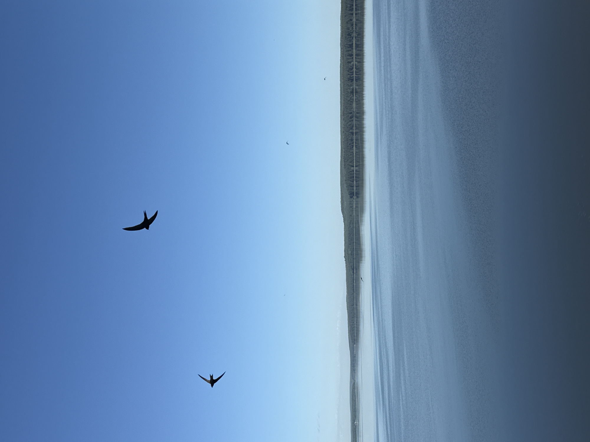 The image depicts a serene, wide expanse of water under a clear blue sky. In the foreground, the water is a deep blue, reflecting subtle ripples and light patterns, gradually becoming lighter towards the horizon. The horizon line is marked by a dense line of dark green trees, suggesting a forest bordering the water. Two silhouetted birds are captured in mid-flight against the bright sky. One bird is larger and positioned higher up on the right, while a smaller bird is in the lower left quadrant, also in flight. The overall impression is one of tranquility and natural beauty.
The location is the Kama River in Votkinsk, Russia.