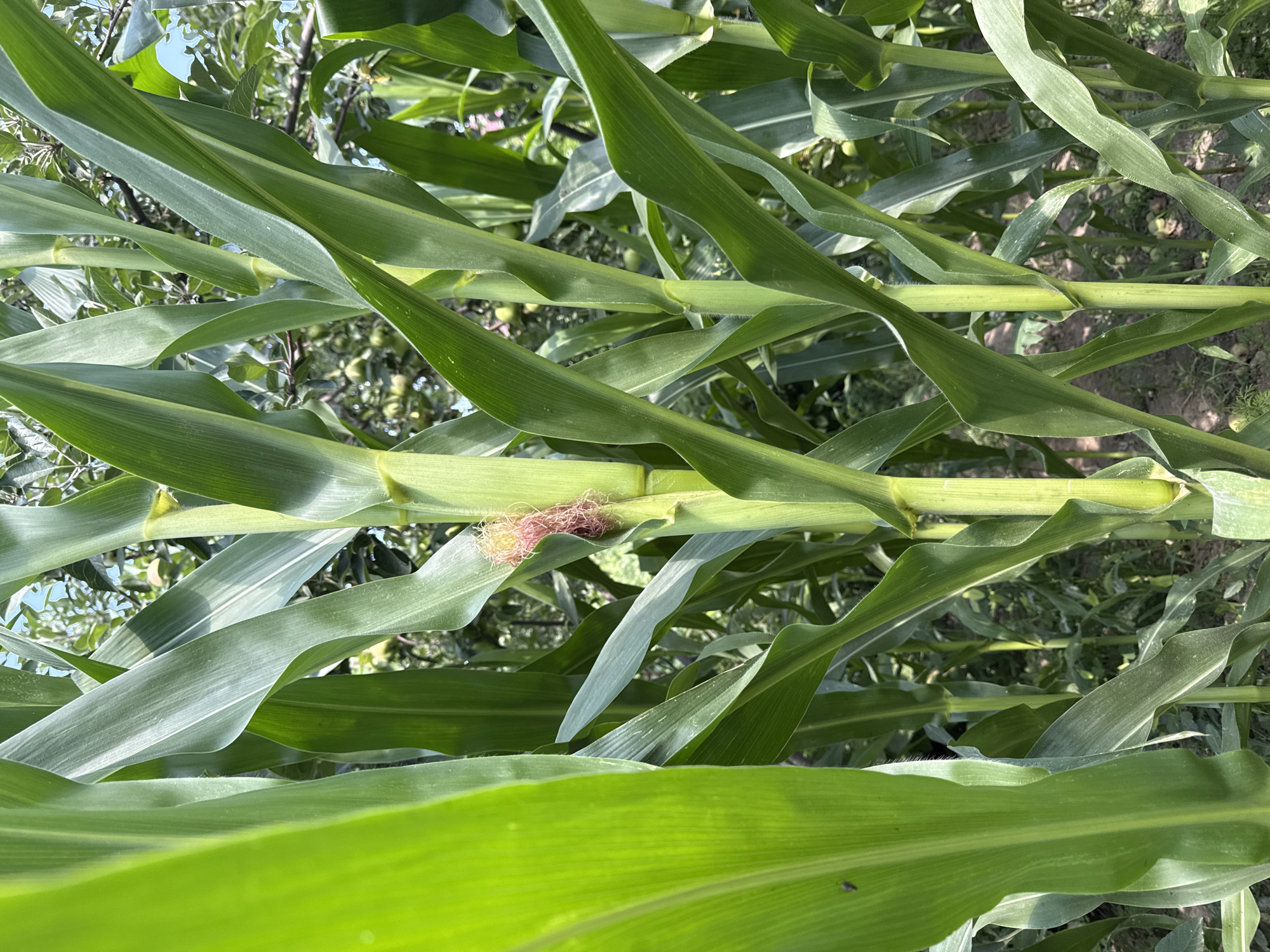The image shows a close-up view of a cornfield in Kojomkul, Kyrgyzstan. The focus is on the stalks and leaves of several corn plants. One stalk in the center of the image displays developing corn silk, which is a cluster of fine, pinkish-red threads. The corn stalks are thick and green, with broad, elongated leaves unfurling upwards and outwards. Sunlight filters through the dense foliage, creating highlights and shadows on the plants. In the background, out of focus, are more corn plants and a hint of greenery that could be trees or other vegetation. The ground beneath the plants appears to be soil with some dry leaves or debris. The overall impression is one of lush, natural growth in an agricultural setting.