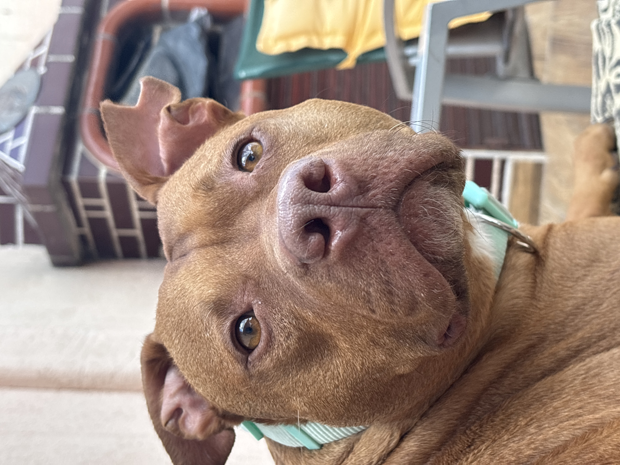 A tan-colored dog with floppy ears and a light green collar is lying on its side, looking up at the camera. The dog's nose is large and pink, and its eyes are brown. The background shows parts of a porch, including a metal frame chair, tiling, and some other objects. This scene does not appear to be in Lom, Bulgaria based on the image content.