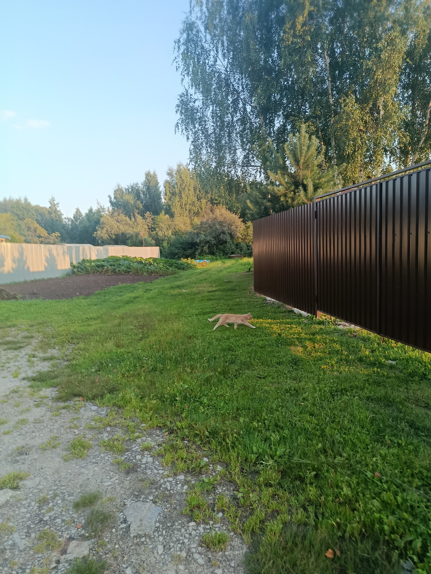 The image depicts an outdoor scene in the city of Vereya, Russia. The primary focus is a ginger cat trotting across a lush green lawn. To the right, a tall, dark brown corrugated metal fence runs along the edge of the property. Beyond the fence, mature trees, including birches and a pine tree, form a dense backdrop. In the middle ground, a garden bed with green plants is visible, bordered by a lighter colored fence. The ground in the foreground is a mix of gravel and grass. The sky above is clear and a pale blue, indicating daylight. The overall impression is of a quiet, residential backyard on a sunny day.