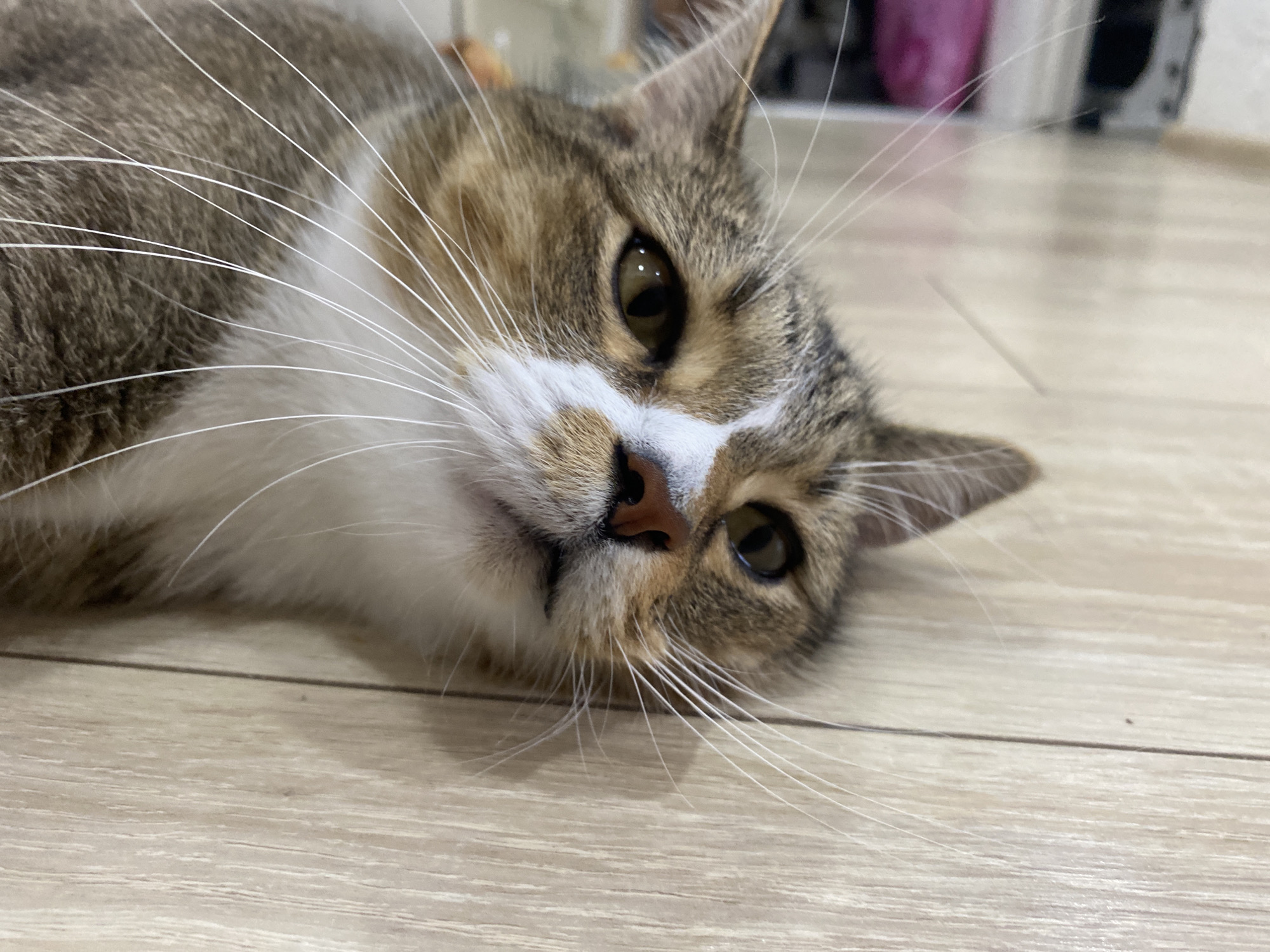 This is a close-up, eye-level photograph of a tabby cat lying on its side on a light-colored wooden floor. The cat is looking towards the camera, with its head tilted and resting on the floor. Its fur is a mix of brown, gray, and white. The cat has large, expressive green eyes and long white whiskers that fan out from its muzzle. Its nose is pinkish-brown. The background is softly blurred, showing hints of furniture and a pink object, suggesting an indoor setting. The lighting appears to be artificial, possibly from an overhead light, as there are no strong shadows or indications of natural light. The image conveys a sense of relaxation and contentment from the cat. The setting appears to be domestic, likely a home in Novokuybyshevsk, Russia. There is no visible text in the image.