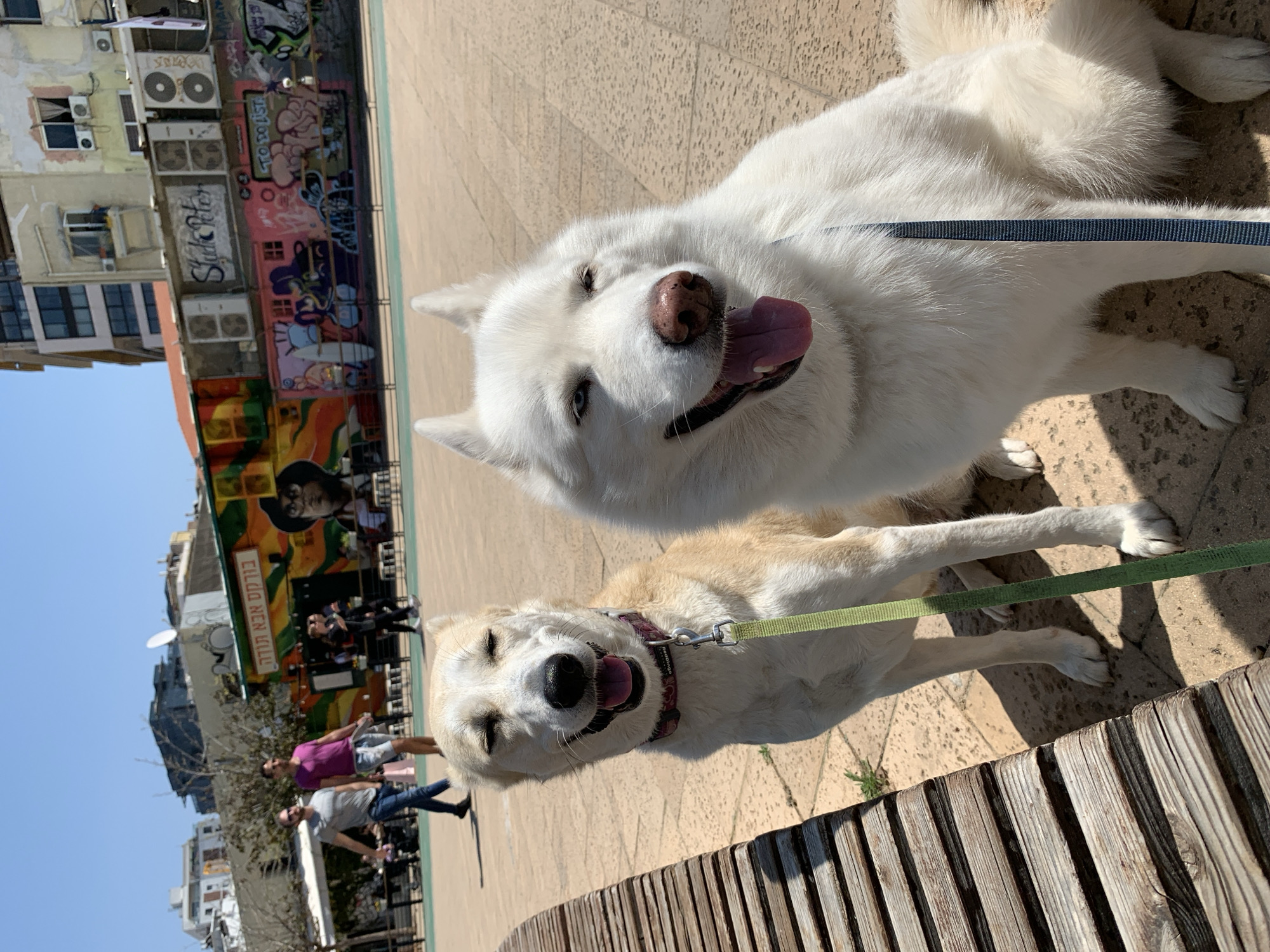 Two dogs, one white and one tan, are lying on the ground in front of a wooden bench. The white dog is closer to the camera and has its tongue sticking out. The tan dog is behind the white dog and also has its tongue sticking out. Both dogs are wearing leashes.
In the background, there is a building with graffiti on it, and people walking by. The location is Tel Aviv, Israel, specifically near Dizengoff Street.