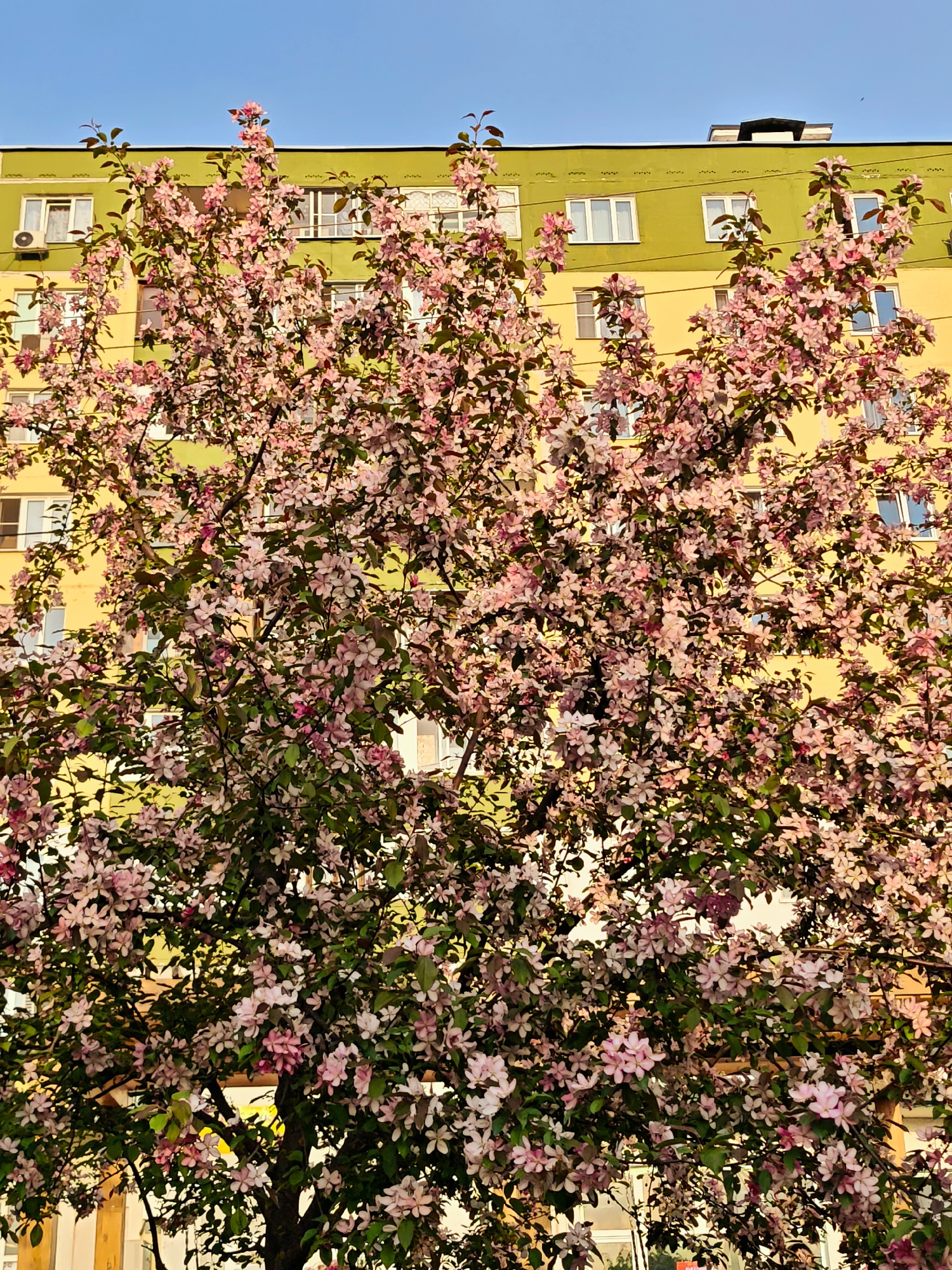 A medium shot captures a flowering tree in full bloom, the blossoms predominantly pink and white, against the backdrop of a multi-story building with a yellow facade and green trim. The building appears to be an apartment complex with numerous windows. The sky above is a clear, bright blue. The image was taken in Dmitrov, Russia.