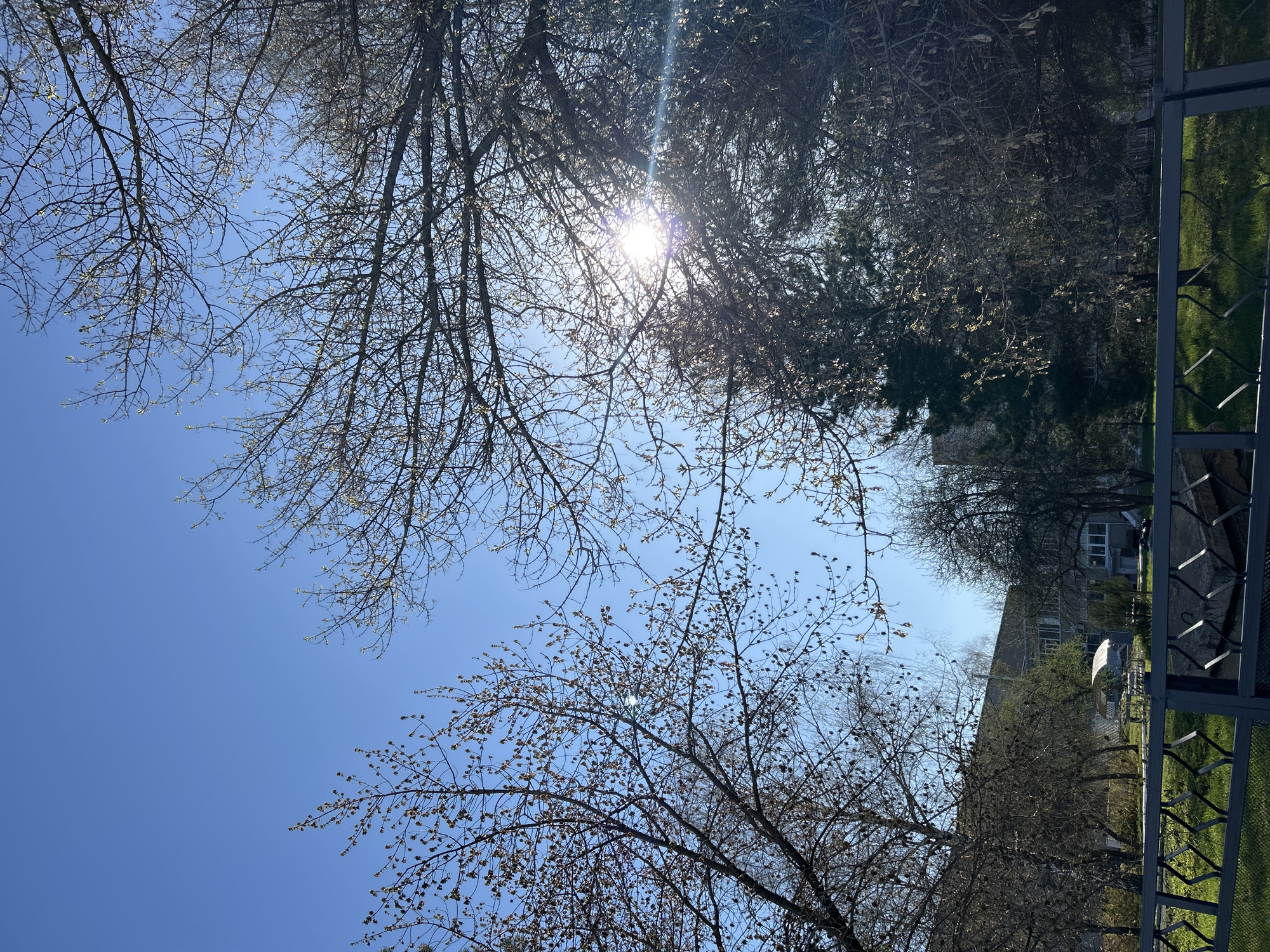The image shows a view looking up through bare branches of trees towards a bright, cloudless blue sky. The sun is visible, partially obscured by the branches, creating a lens flare effect. A building with multiple windows can be seen partially obscured by the trees. A fence is visible in the corner. The location is possibly Chaikovsky, Russia. No people or actions are visible.
