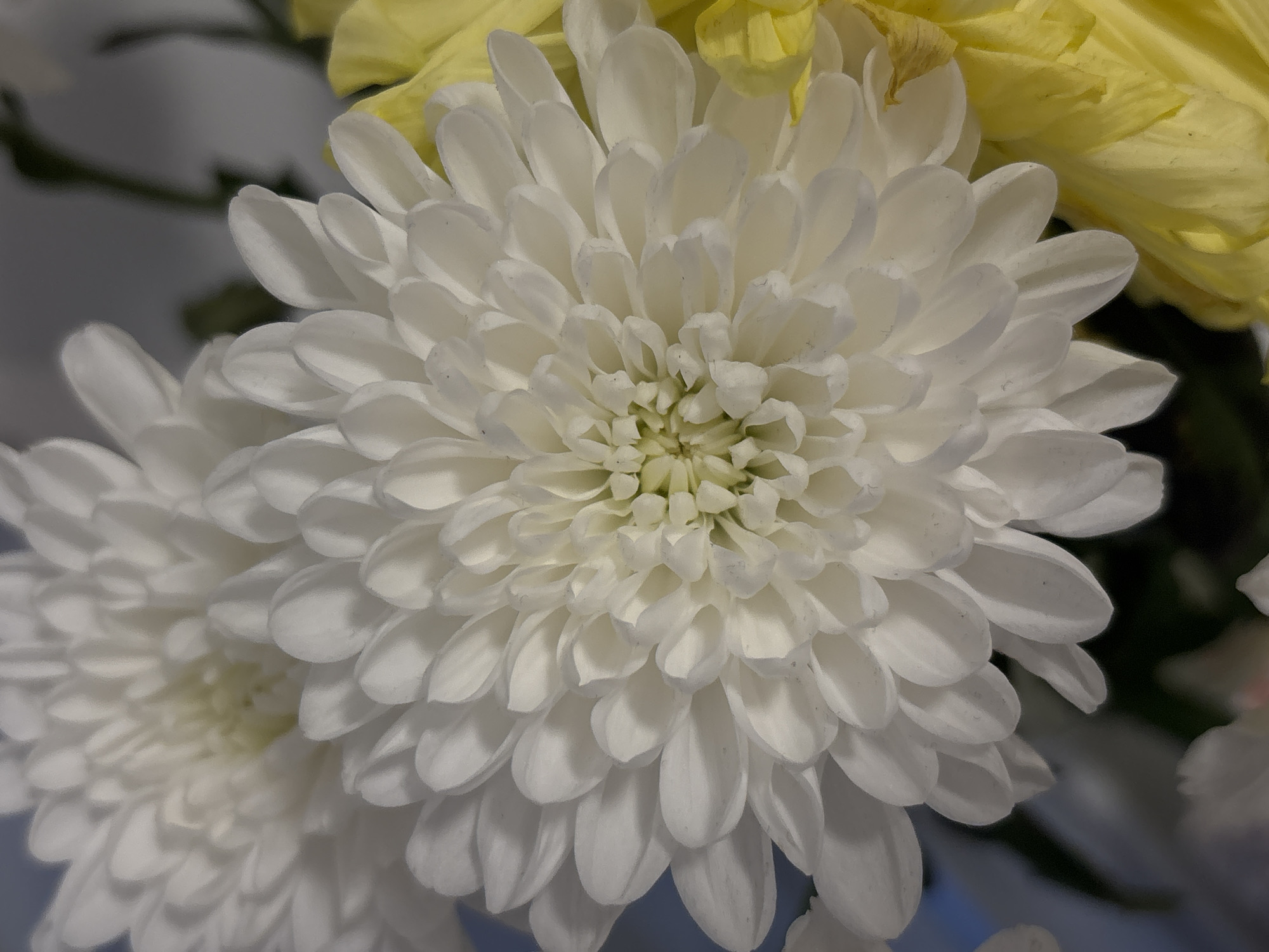 The image shows a close-up of a white chrysanthemum flower, likely indoors. Another similar white chrysanthemum is visible in the lower left, slightly out of focus. A small amount of yellow flower petals is visible in the upper right. No people, actions, or other objects are visible. The location is not discernible from the image.