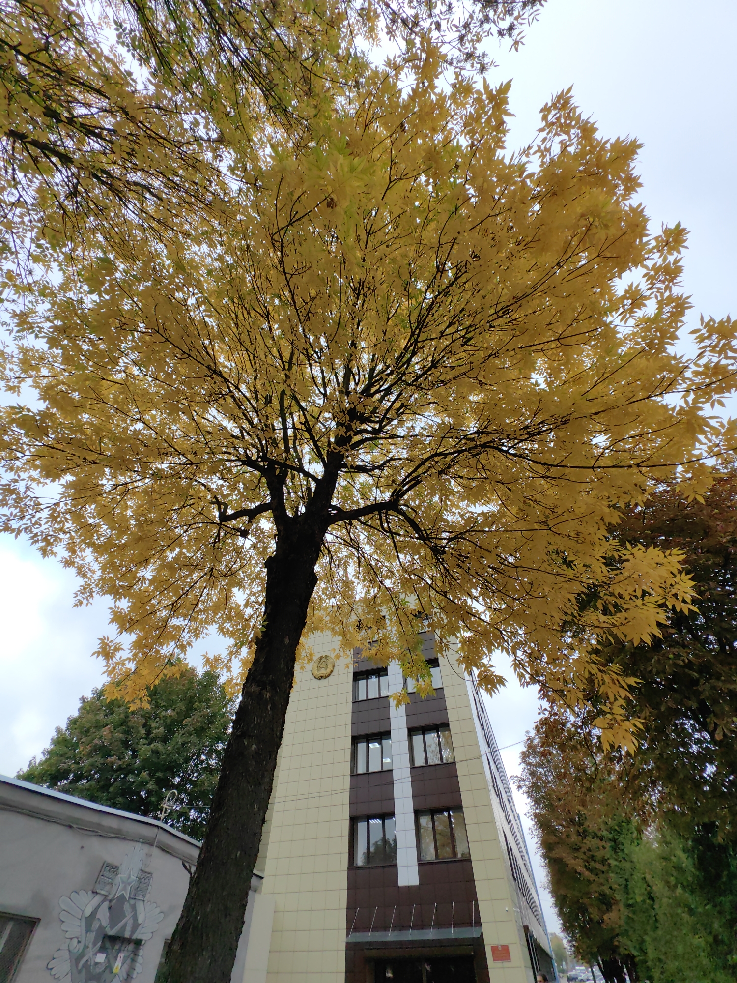 This low-angle, full-frame photograph depicts a large tree with vibrant yellow autumn foliage prominently positioned in the foreground. The tree's trunk is dark and textured, leaning slightly to the right. Behind the tree, a modern, multi-story building is visible, featuring a beige tiled facade and dark brown accents around the windows. The building has a crest or emblem near the top. To the left of the building, a lighter-colored, lower structure with an artistic mural is partially visible. Further in the background, other trees with autumn colors, as well as evergreen trees, are present, along with a glimpse of a street and vehicles. The sky is overcast. The photograph was taken in the city of Minsk, Belarus, specifically at the National Center for Intellectual Property, located at 15 Pobediteley Avenue. The scene captures a typical urban autumn day.