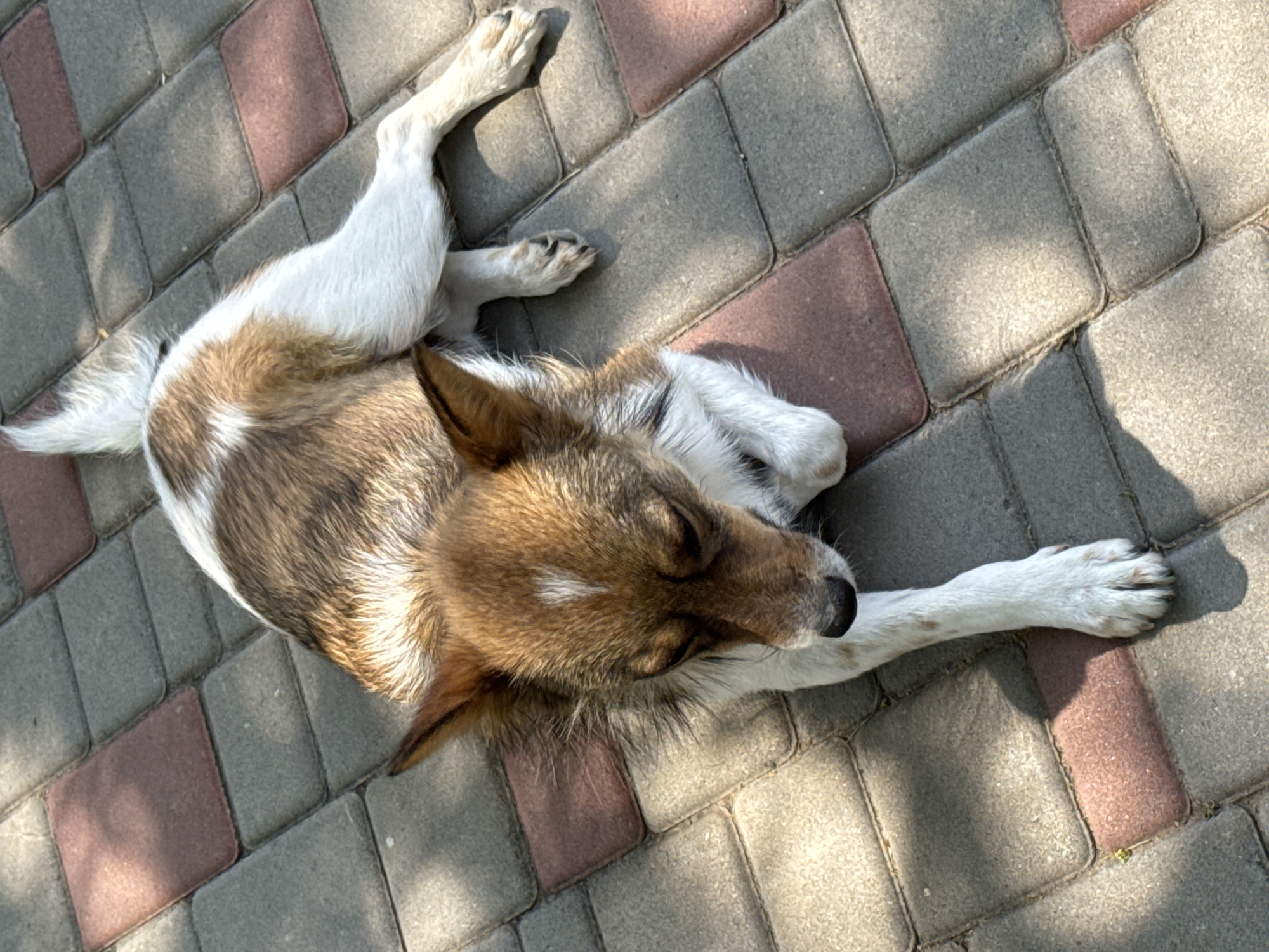 An overhead, high-angle photograph captures a brown and white mixed-breed dog resting on a paved surface in the city of Odesa, Ukraine. The dog's fur is predominantly brown on its back and head, with a distinct white blaze on its forehead, and white fur covering its chest, legs, and tail tip. Its head is lowered, and its eyes appear closed or directed downwards. The dog's front left paw is extended, while its right front paw and hind legs are tucked beneath its body. The ground is composed of interlocking grey and reddish-brown rectangular paving stones. Strong natural sunlight casts sharp shadows across the scene, indicating partial shade.