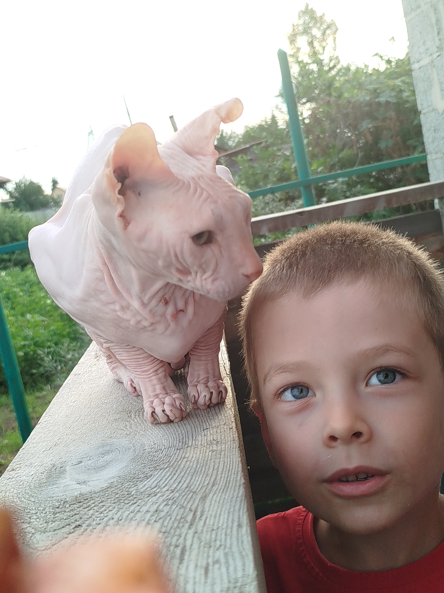 The media file captures a close-up view of a young boy with blue eyes and short brown hair, wearing a red t-shirt. He is positioned in the foreground, looking slightly to the right and upwards. To his left, and slightly behind him, a Sphynx cat is perched on a wooden railing. The cat, with its distinctive pink skin and large ears, is looking to the left. The background features lush green foliage and trees, with hints of a wooden fence and a brick structure, suggesting an outdoor setting. The lighting indicates it is daytime, possibly late afternoon, with sunlight casting a warm glow. The scene appears to be in Zavodoukovsk, Russia. The overall mood is relaxed and candid, with the boy seemingly engaged in conversation or observation. There is no visible text in the image.