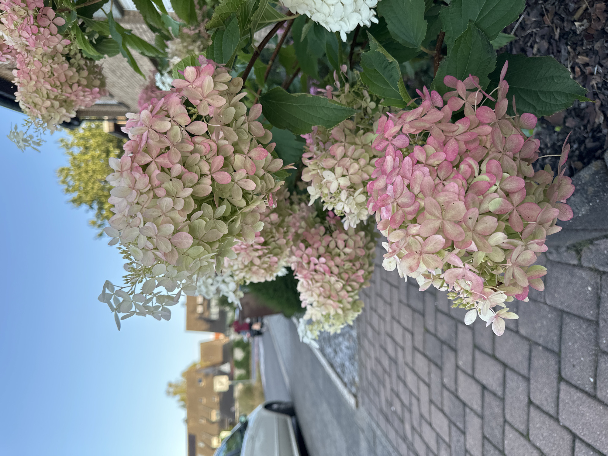 The image depicts a close-up view of blooming hydrangea flowers in shades of white, pink, and pale green. The flowers are clustered together, forming large panicles, and some are tinged with a deeper pink. The background shows a residential street in Krefeld, Germany, with a light-colored car parked on the left side of the road. Further down the street, a person is visible riding a bicycle. The houses in the background have pitched roofs and are constructed of brick. The foreground consists of a paved walkway made of grey interlocking bricks. The scene appears to be set during the daytime, with a clear blue sky overhead.