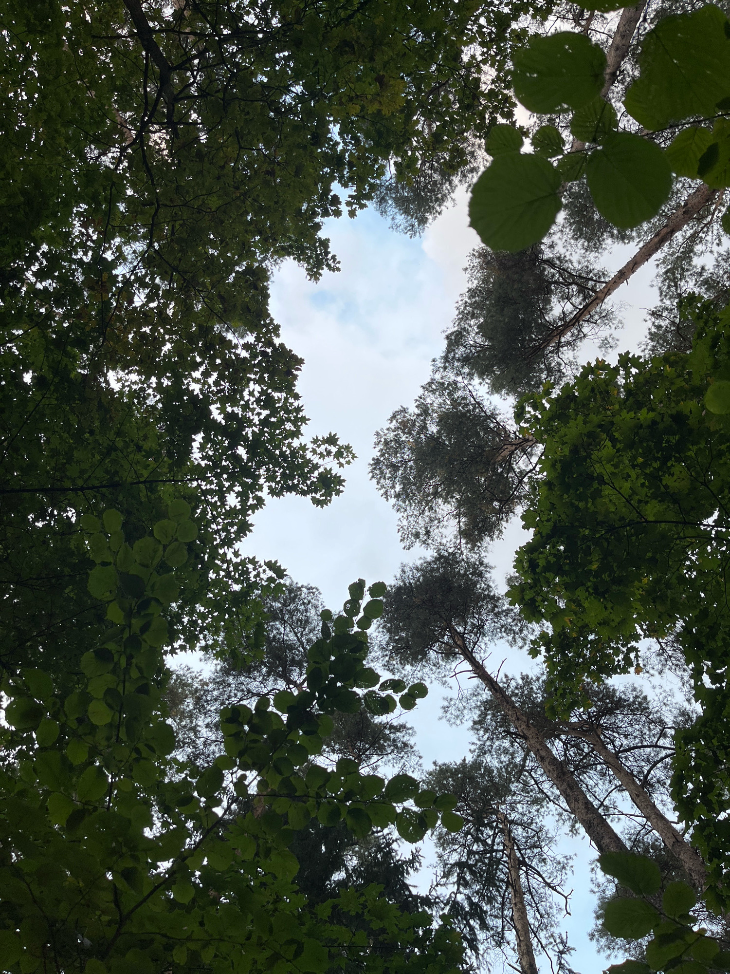 The image is a low-angle shot looking up through the canopy of trees in a forest. The leaves of deciduous trees are in the foreground and mid-ground, appearing in various shades of green, some with visible veins. Behind the leaves, tall pine trees with textured bark rise towards a cloudy sky. The sky is visible through gaps in the foliage and is a pale blue with scattered white clouds. The overall scene suggests a natural environment, possibly a park or forest within Kaunas, Lithuania, characterized by dense foliage and tall trees. No people or specific actions are depicted.