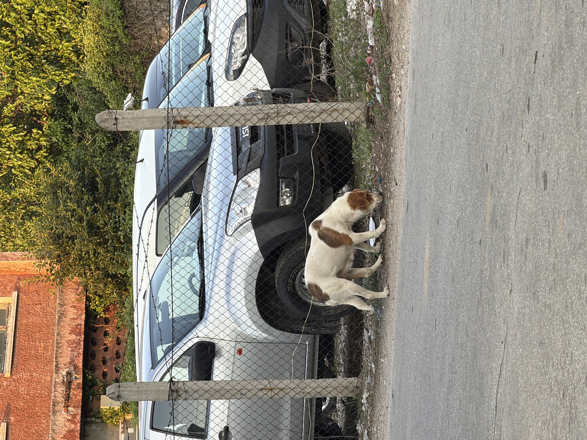 A medium-sized, short-haired dog with white and brown markings is sniffing the ground near a chain-link fence. Behind the fence are several parked vehicles, including silver and white vans or trucks. The ground is a mix of dirt, gravel, and some scattered trash. In the background, there is a red building with some greenery and trees. The scene appears to be an outdoor area, possibly a parking lot or industrial space in Pazardzhik, Bulgaria. The lighting suggests it is daytime, with sunlight illuminating the scene.
