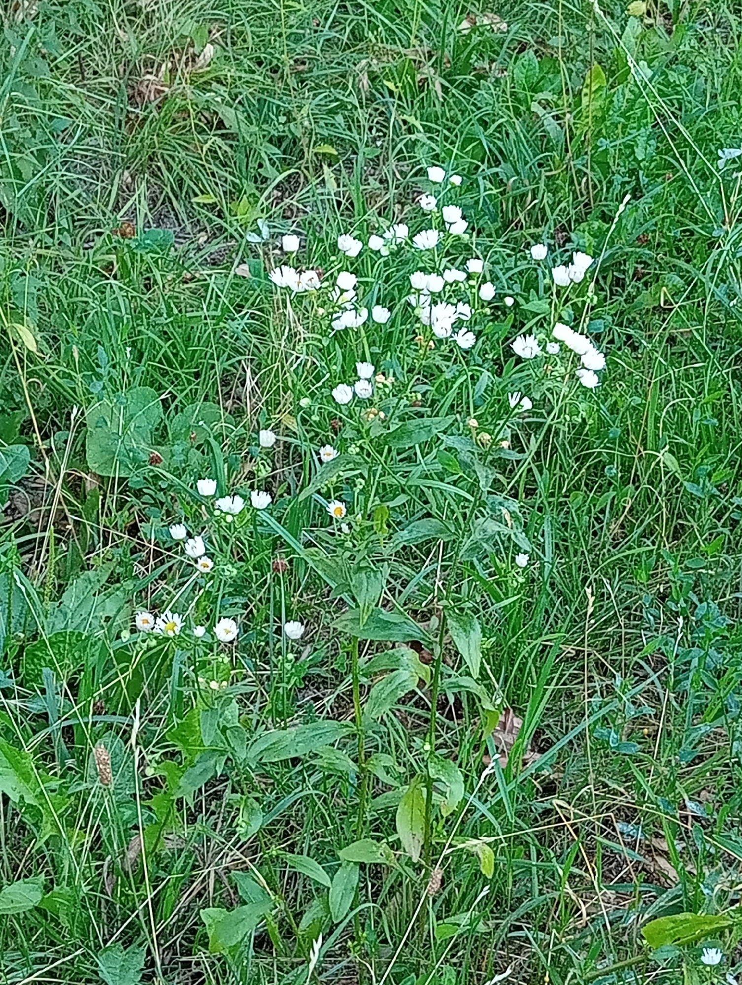 The image displays a close-up view of a patch of wild grass and small white flowers. The setting appears to be an uncultivated area, possibly a meadow or the edge of a field. The foliage is dense and varied, with blades of grass and broader green leaves intertwined. The white flowers are delicate, with multiple petals and yellow centers, scattered amongst the greenery. There are no people or man-made structures visible in the frame. The overall impression is one of natural growth in a rural or semi-rural environment. This specific scene is located within the city limits of Tišnov, Czechia, a town known for its surrounding natural landscapes.
