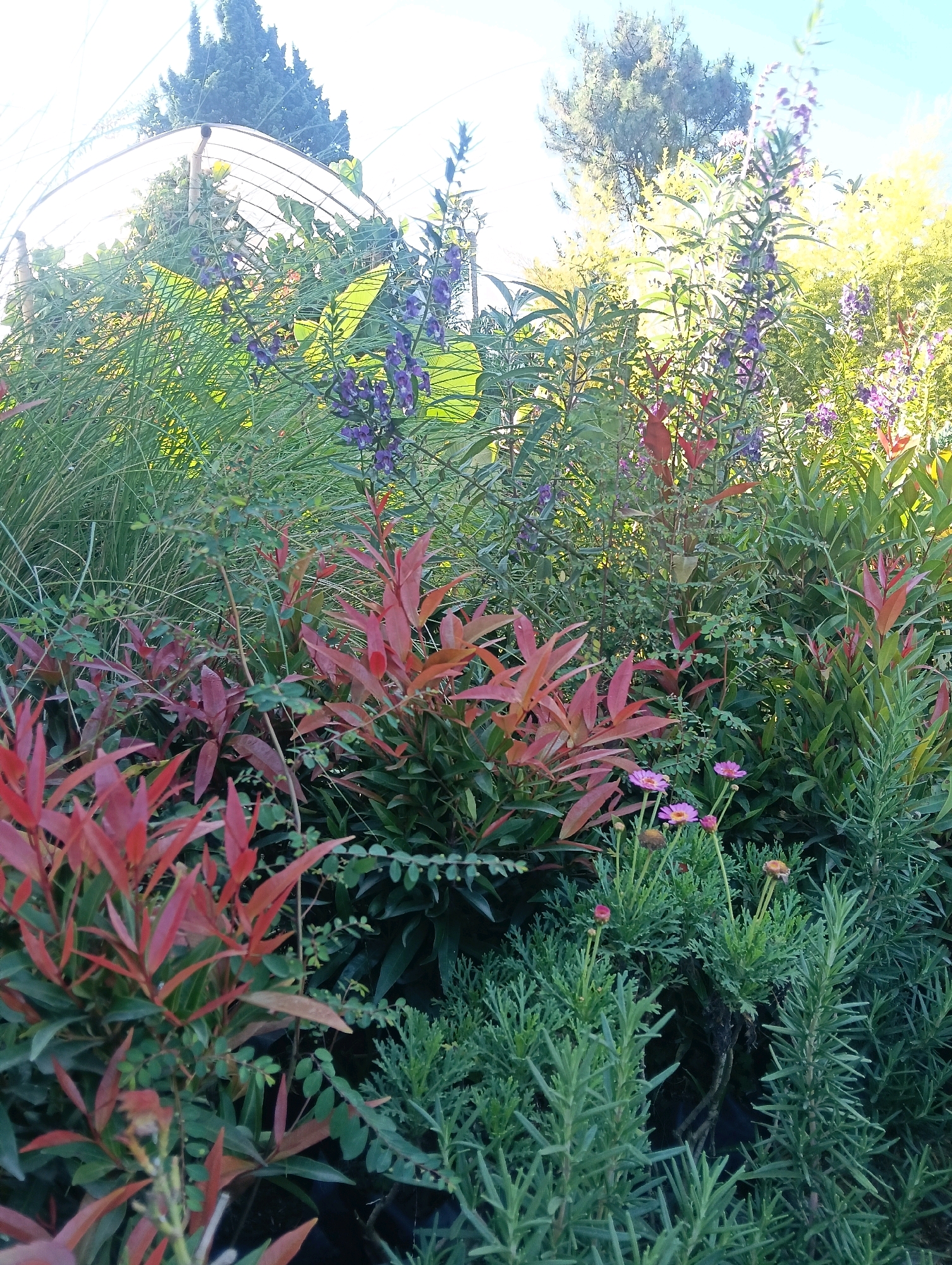 The image depicts a dense garden in Gudangkahuripan, Indonesia, bathed in bright, natural sunlight. The foreground is dominated by various plants, with striking red foliage, likely from a Nandina domestica, occupying the lower left quadrant. To the right of this, feathery, green foliage, possibly rosemary or a similar herb, forms a dense cluster. Interspersed among these are delicate pink and purple daisy-like flowers.
Further into the midground and background, the vegetation continues to be lush. Tall, slender stems with clusters of small purple flowers, possibly Angelonia, rise vertically. Broad, green leaves are visible, interspersed with hints of red and the vibrant yellow-green of other plants. The scene is framed by the bright sky and silhouetted trees in the distance. A curved, translucent structure, possibly a greenhouse or tunnel, is partially visible in the upper left, suggesting a cultivated setting. The overall impression is one of abundant plant life under clear, sunny skies. No people or animals are present in the frame.