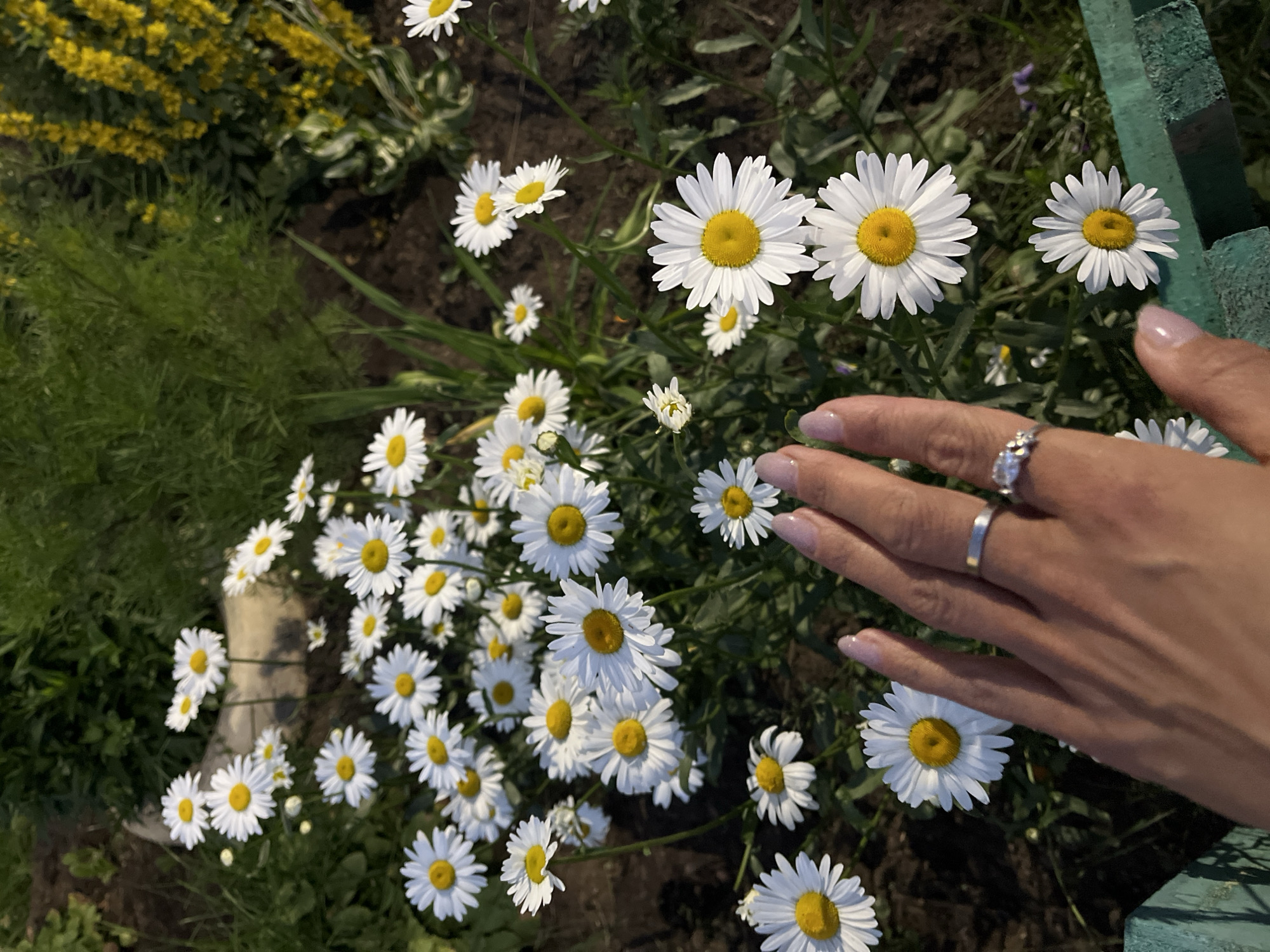 A high-angle medium shot shows a cluster of daisies in a garden setting. The daisies are predominantly white with yellow centers. A woman's hand with a light pink nail polish is visible in the lower portion of the frame, reaching towards the flowers. She is wearing two rings on her ring finger: a plain silver band and a ring with a small clear stone. The background consists of green foliage and dark soil, with some blurred yellow flowers in the upper right corner. The scene is outdoors, possibly in a residential garden or park. The location in Petropavlovsk-Kamchatsky, Russia, cannot be determined from the visual information alone.