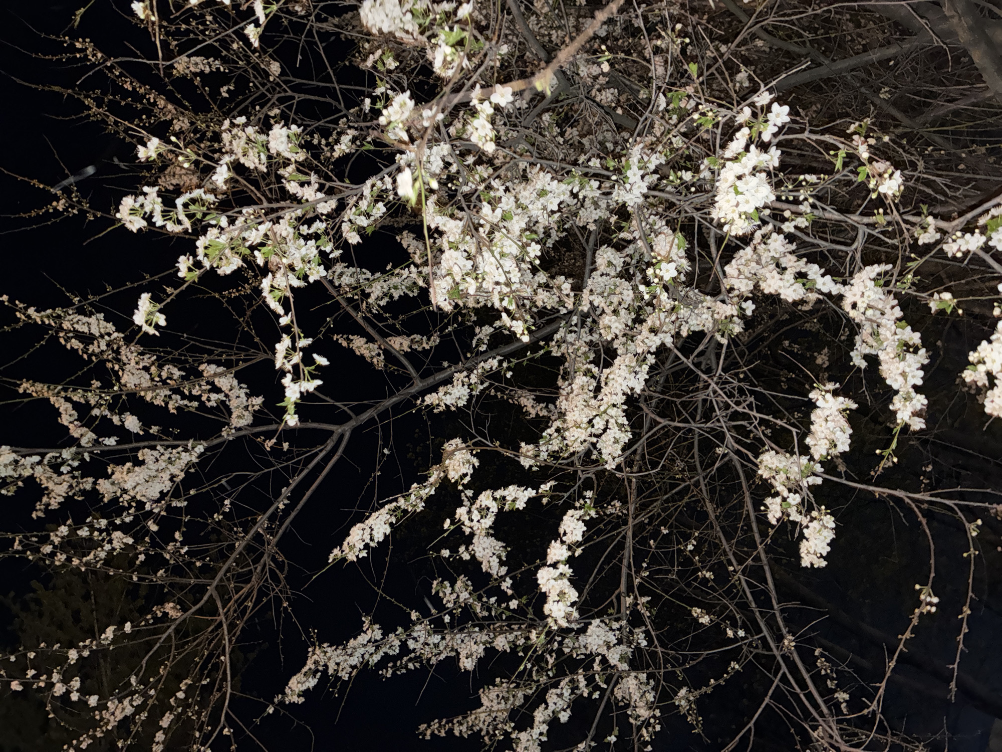 The image shows a tree in bloom against a dark, likely night, sky. The tree branches are bare except for the clusters of small, white flowers. The location is unknown.